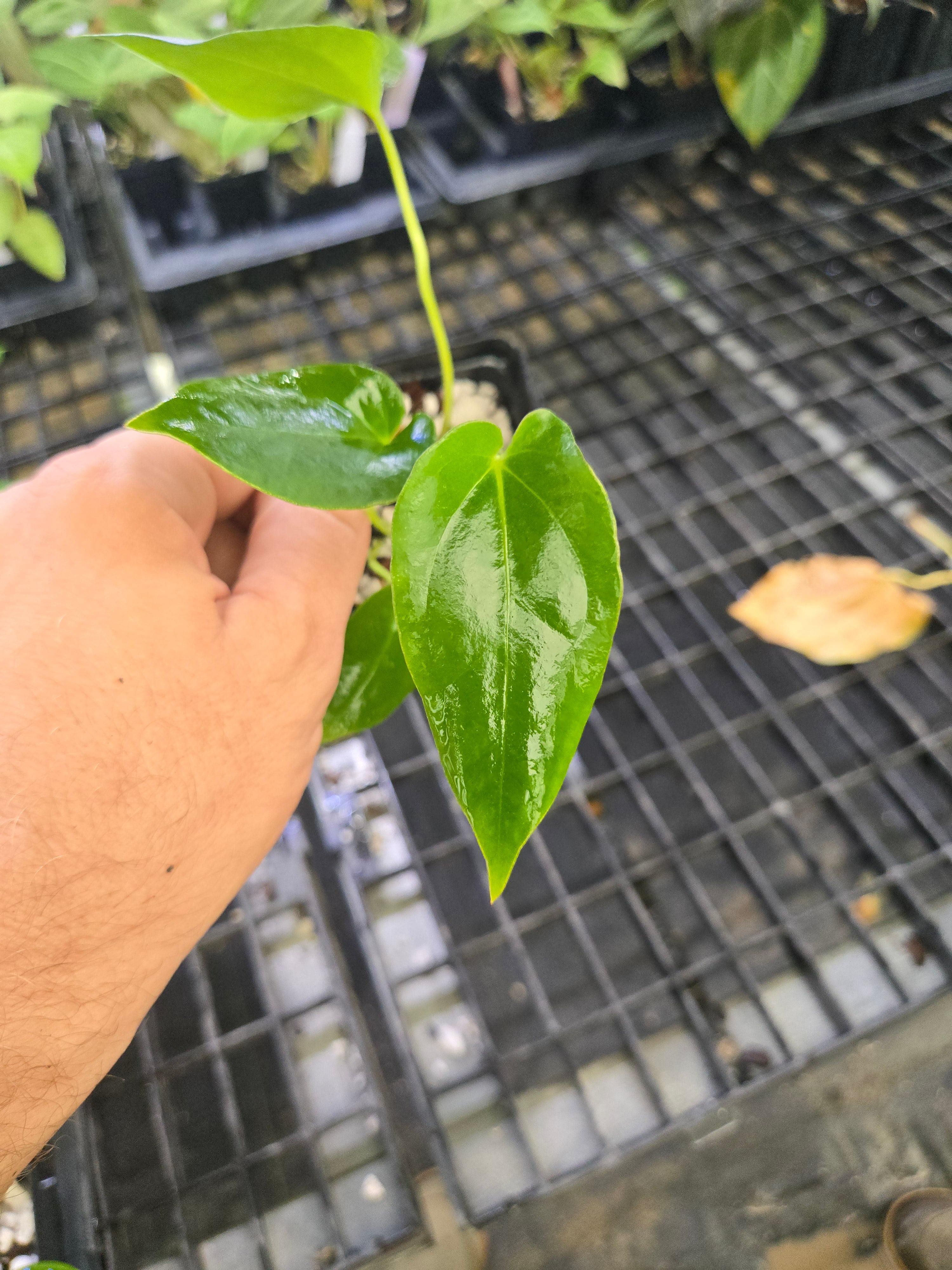 Anthurium 'Megalodon' x open  (A151)