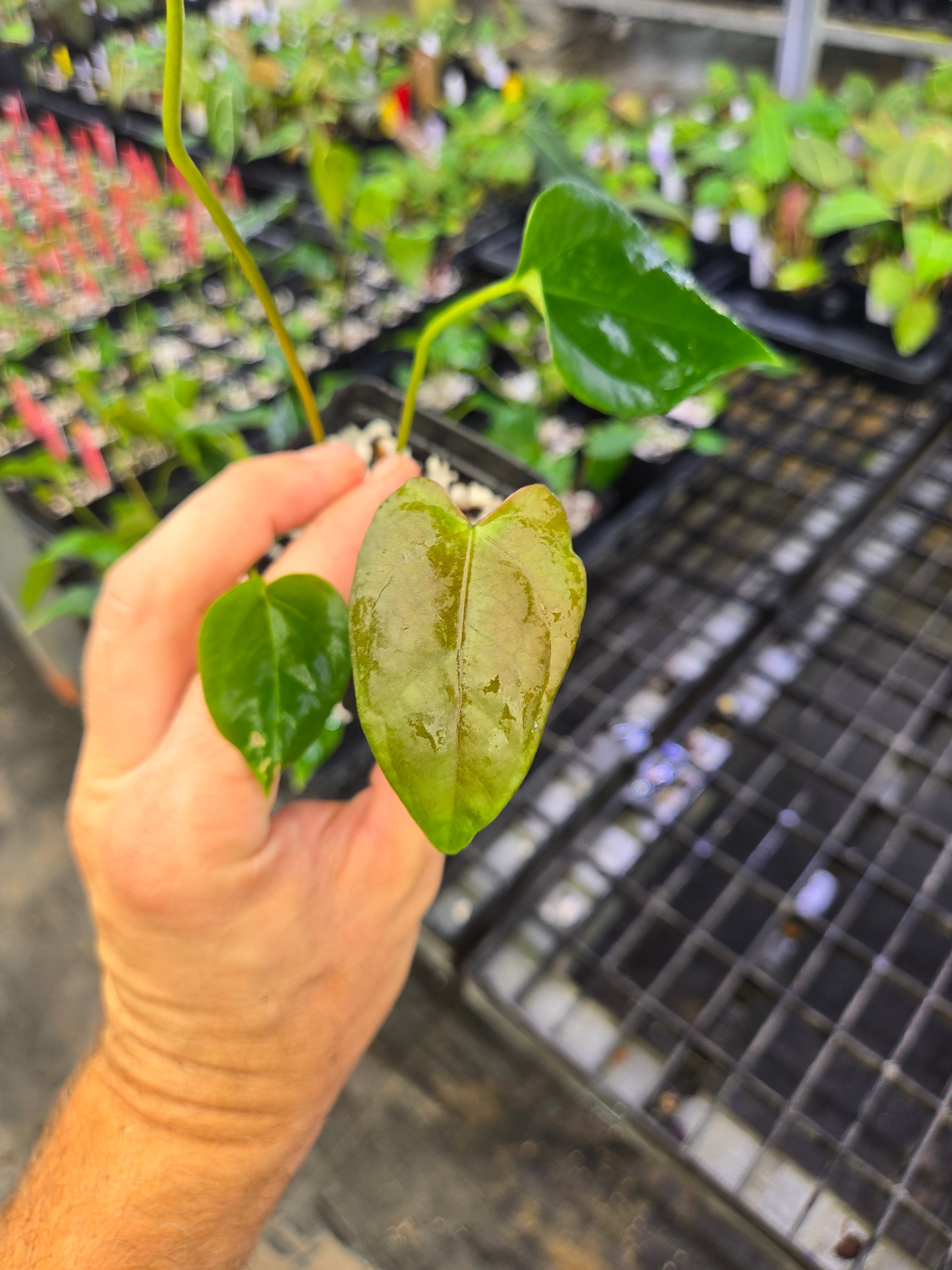 Anthurium 'Megalodon' x open  (A151)