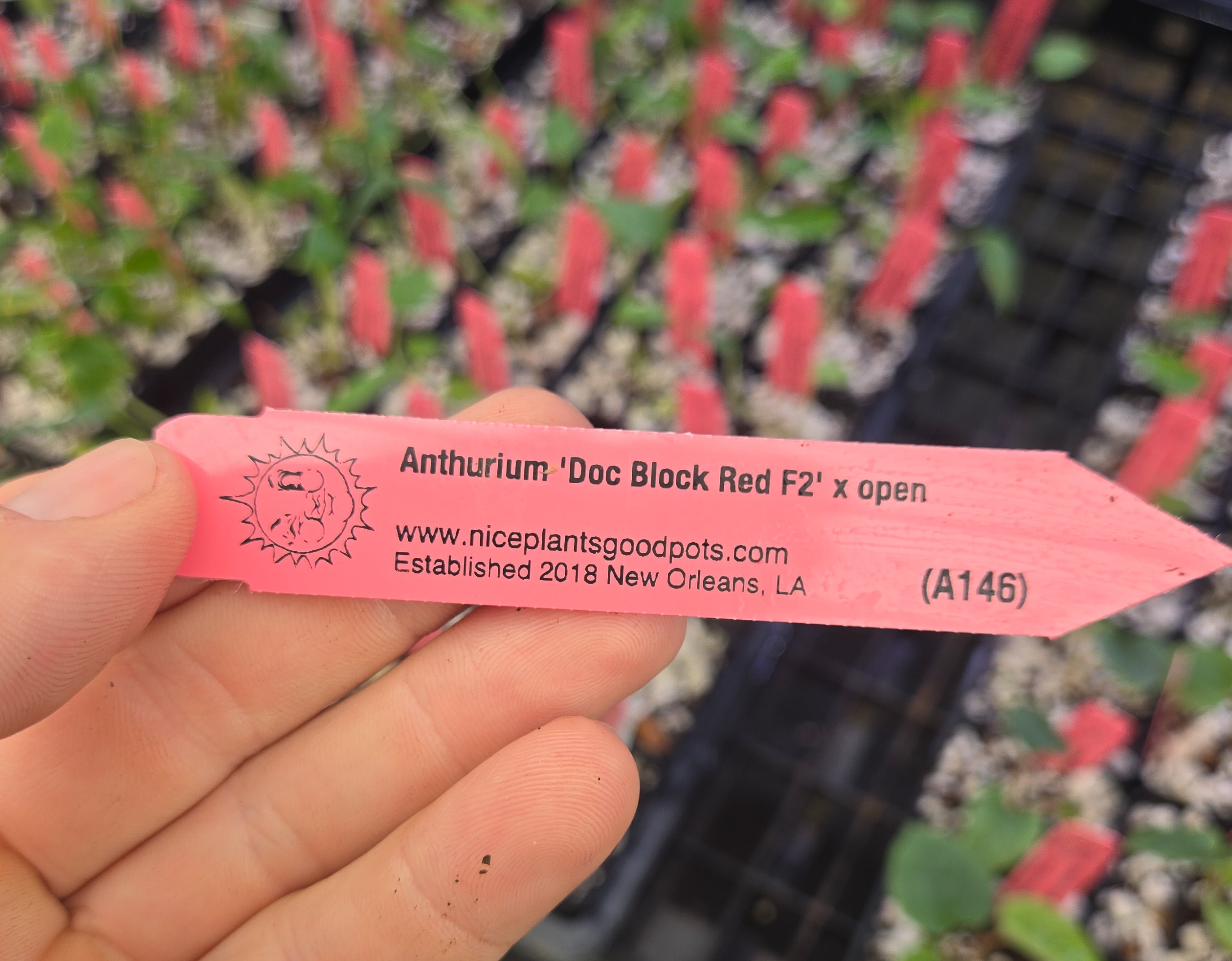 Anthurium 'Doc Block Red F2' x open (A146)