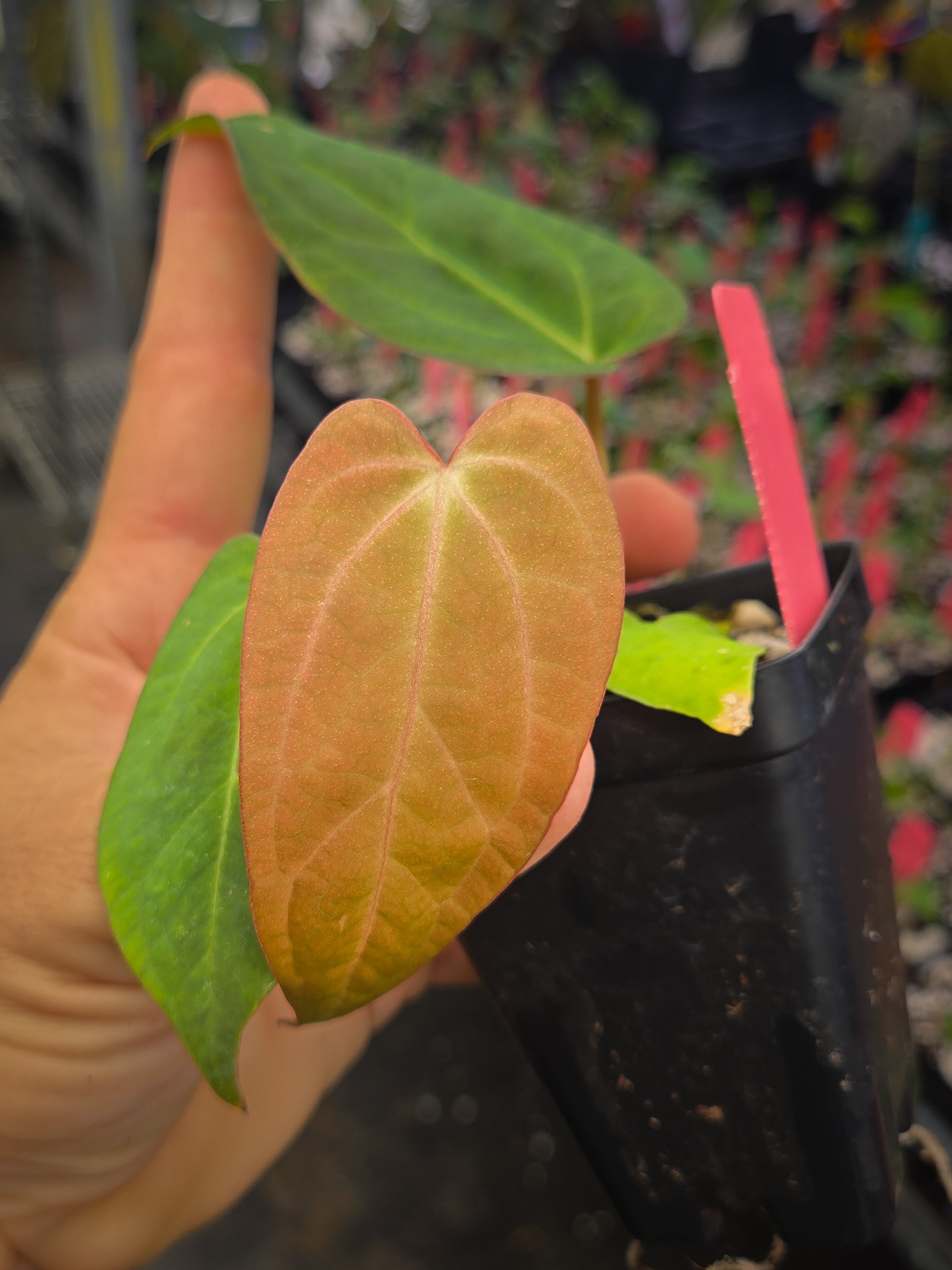 Anthurium 'Doc Block Red F2' x open (A146)