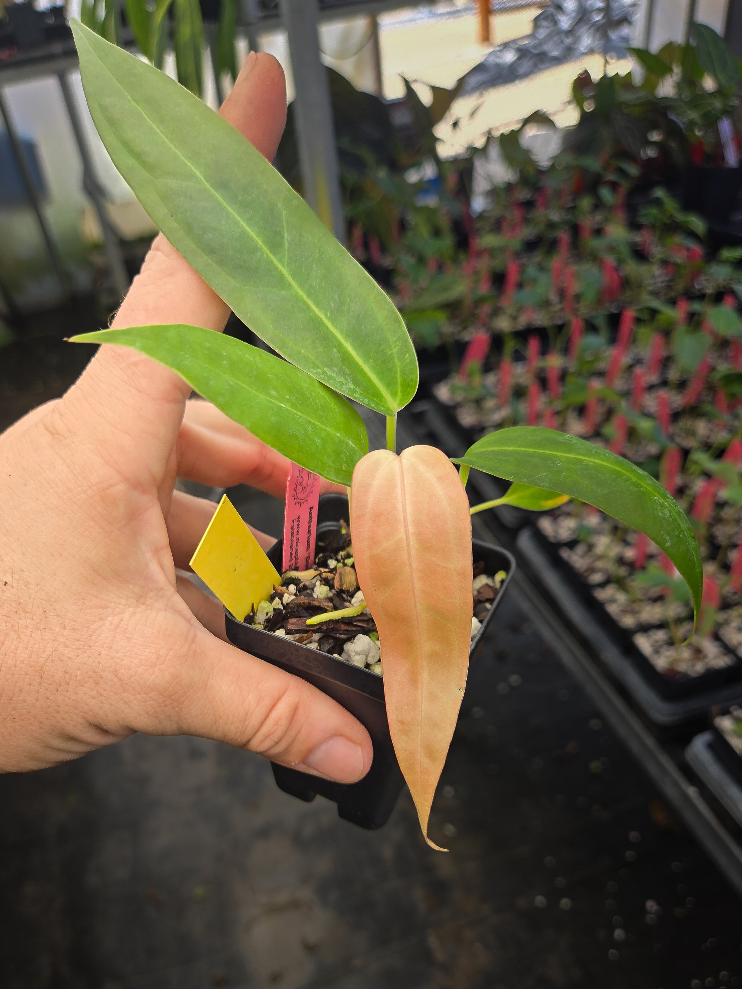 Anthurium 'Doc Block Red F2' x open (A146)