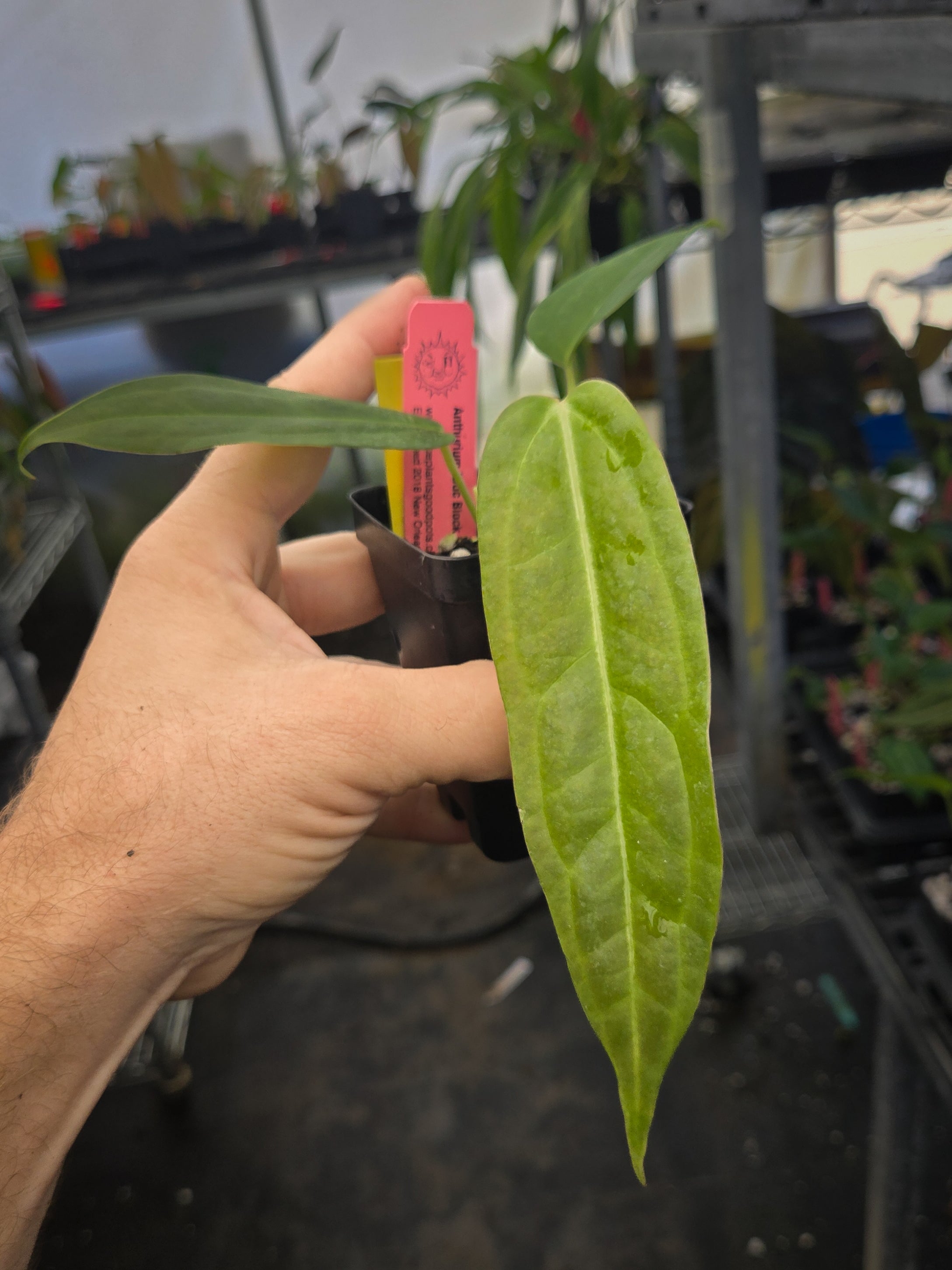 Anthurium 'Doc Block Red F2' x open (A146)