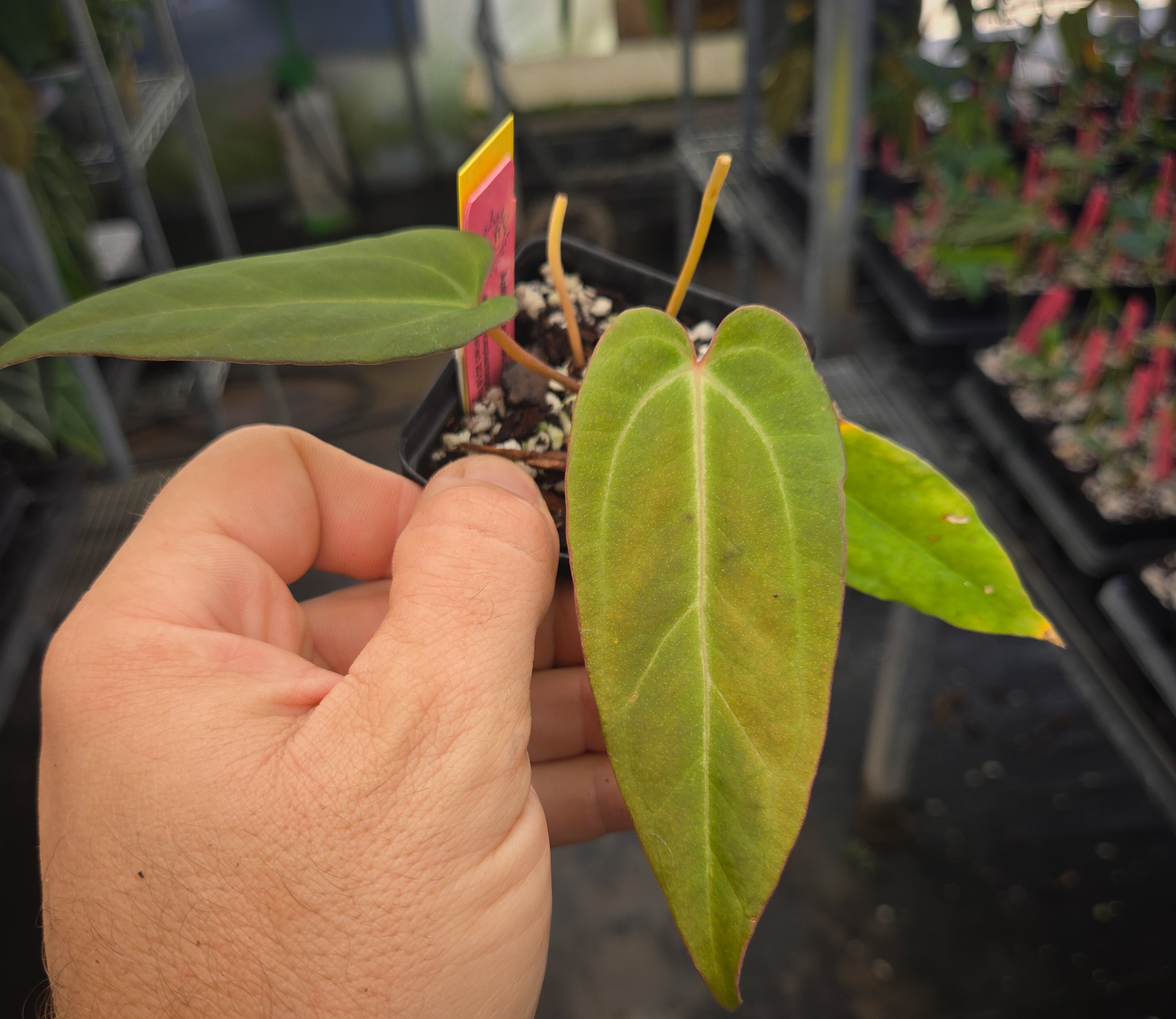 Anthurium 'Doc Block Red F2' x open (A146)