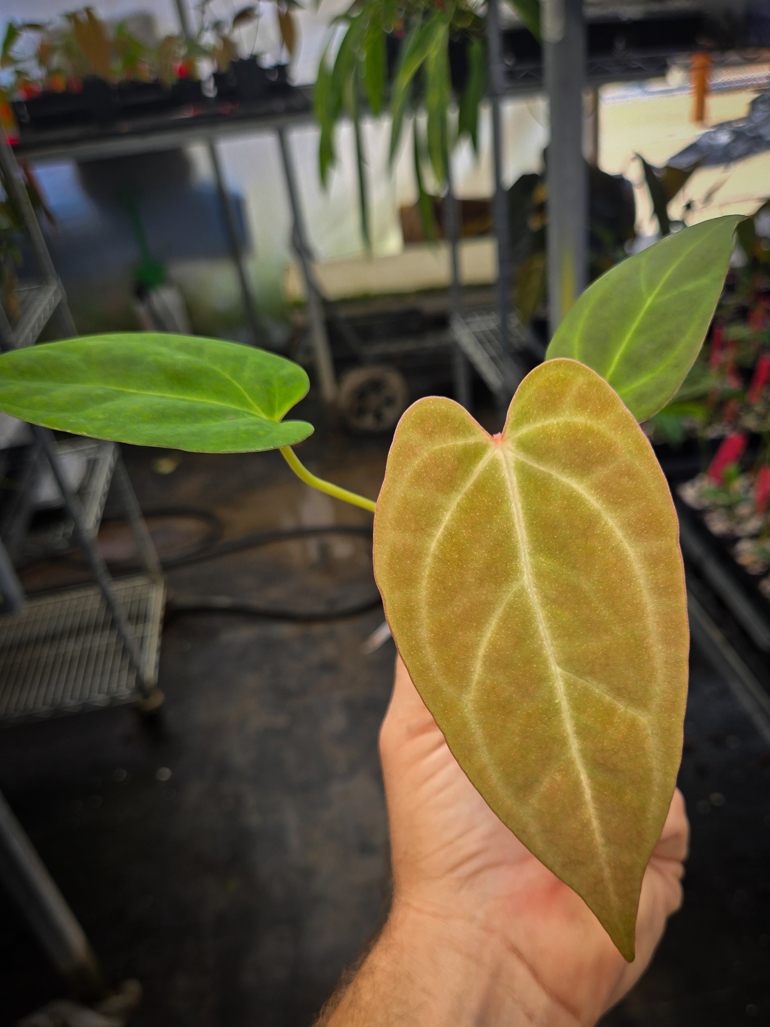 FlowerLeafページ Anthurium 'Doc Block Red F2' x open (A146) – Nice Plants Good Pots