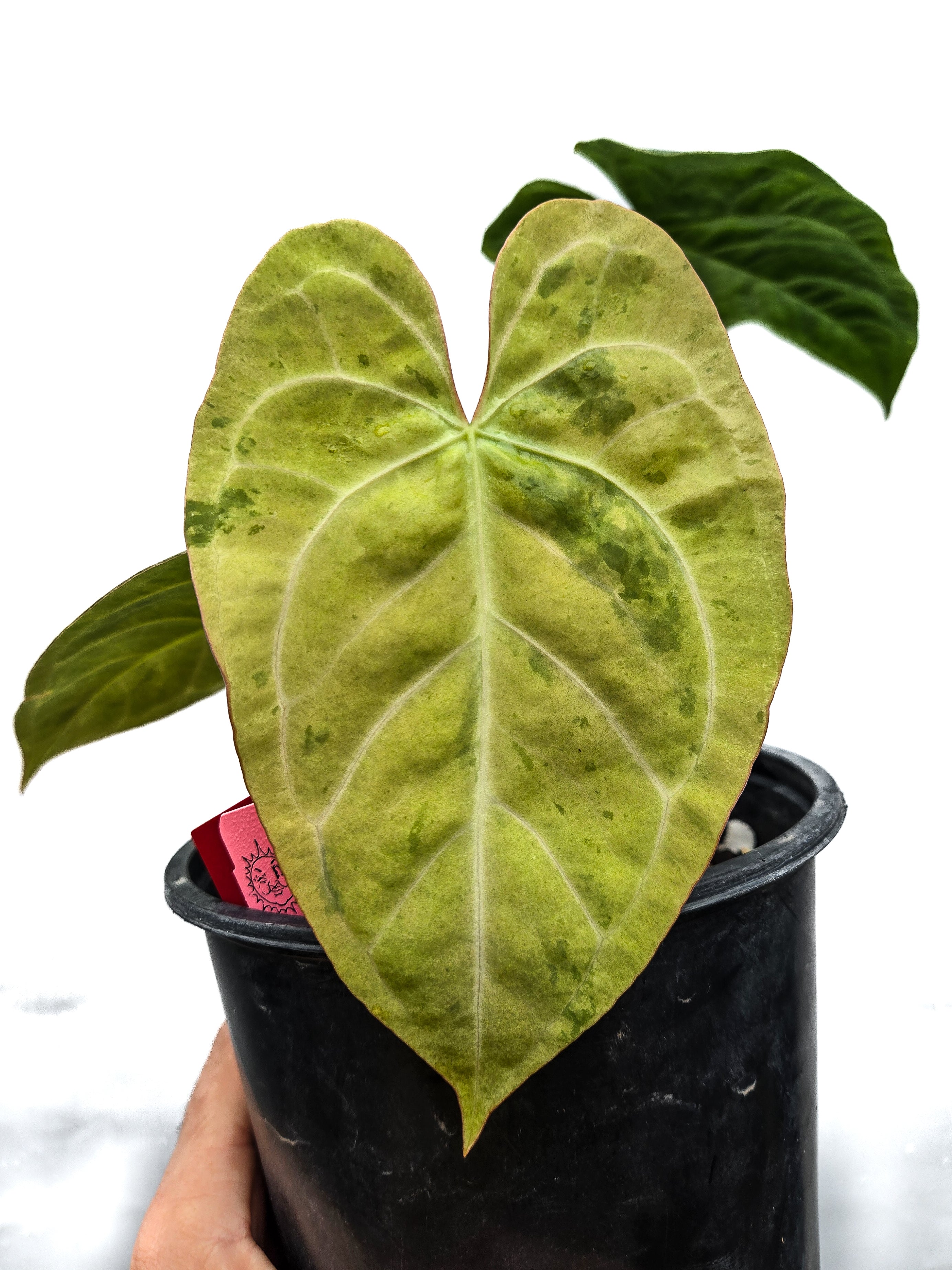 Anthurium  'Variegated SKG A.O.S. ' / 'Tim's Black' x 'T.A. Crystal Mag'/ 'Tim's Black'  (CS27)
