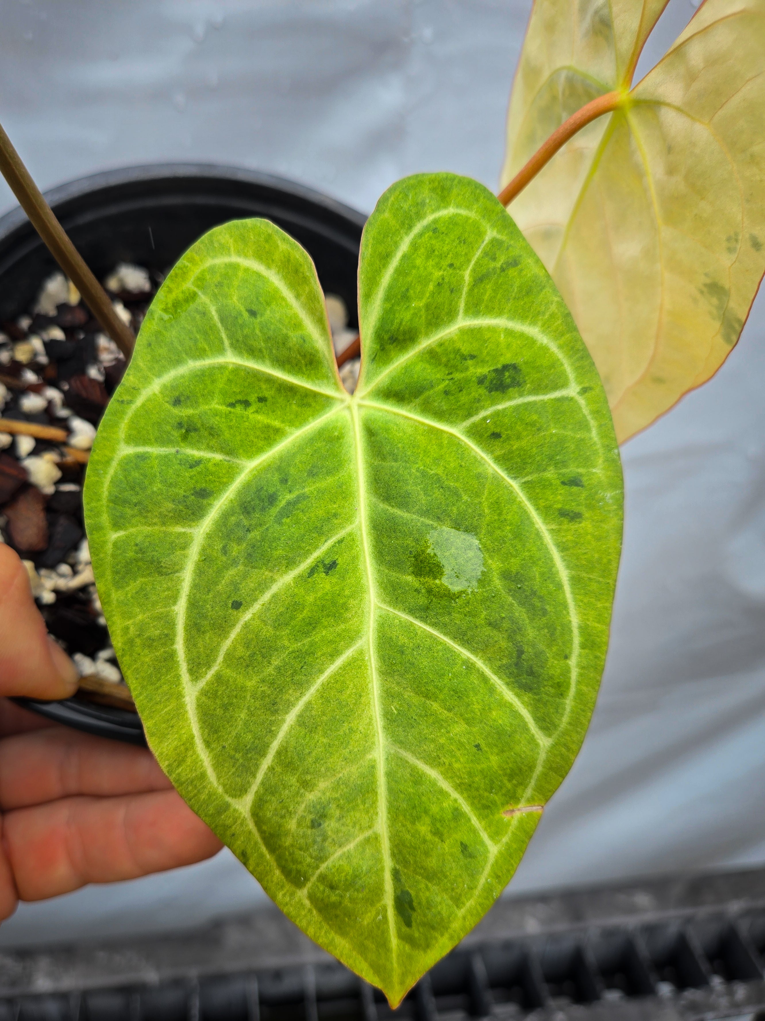 Anthurium  'Variegated SKG A.O.S. ' / 'Tim's Black' x 'T.A. Crystal Mag'/ 'Tim's Black'  (CS27)