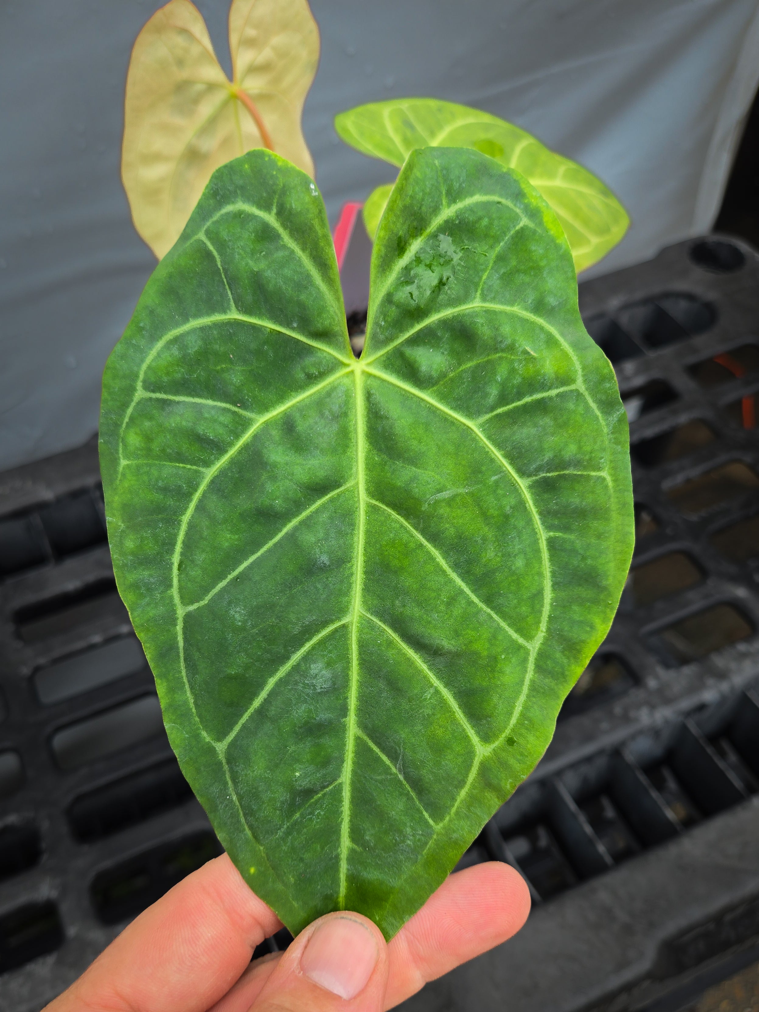 Anthurium  'Variegated SKG A.O.S. ' / 'Tim's Black' x 'T.A. Crystal Mag'/ 'Tim's Black'  (CS27)