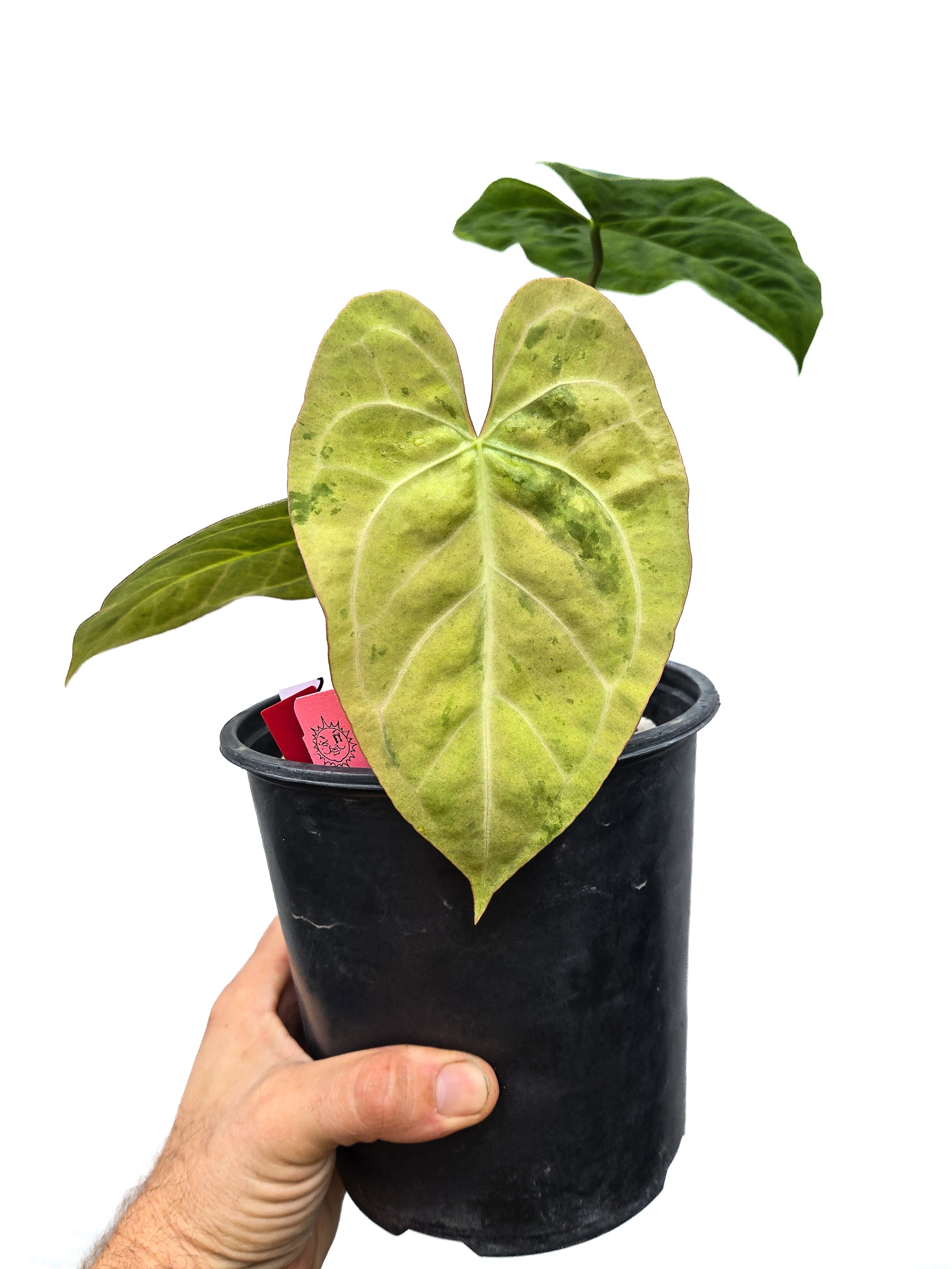 Anthurium  'Variegated SKG A.O.S. ' / 'Tim's Black' x 'T.A. Crystal Mag'/ 'Tim's Black'  (CS27)