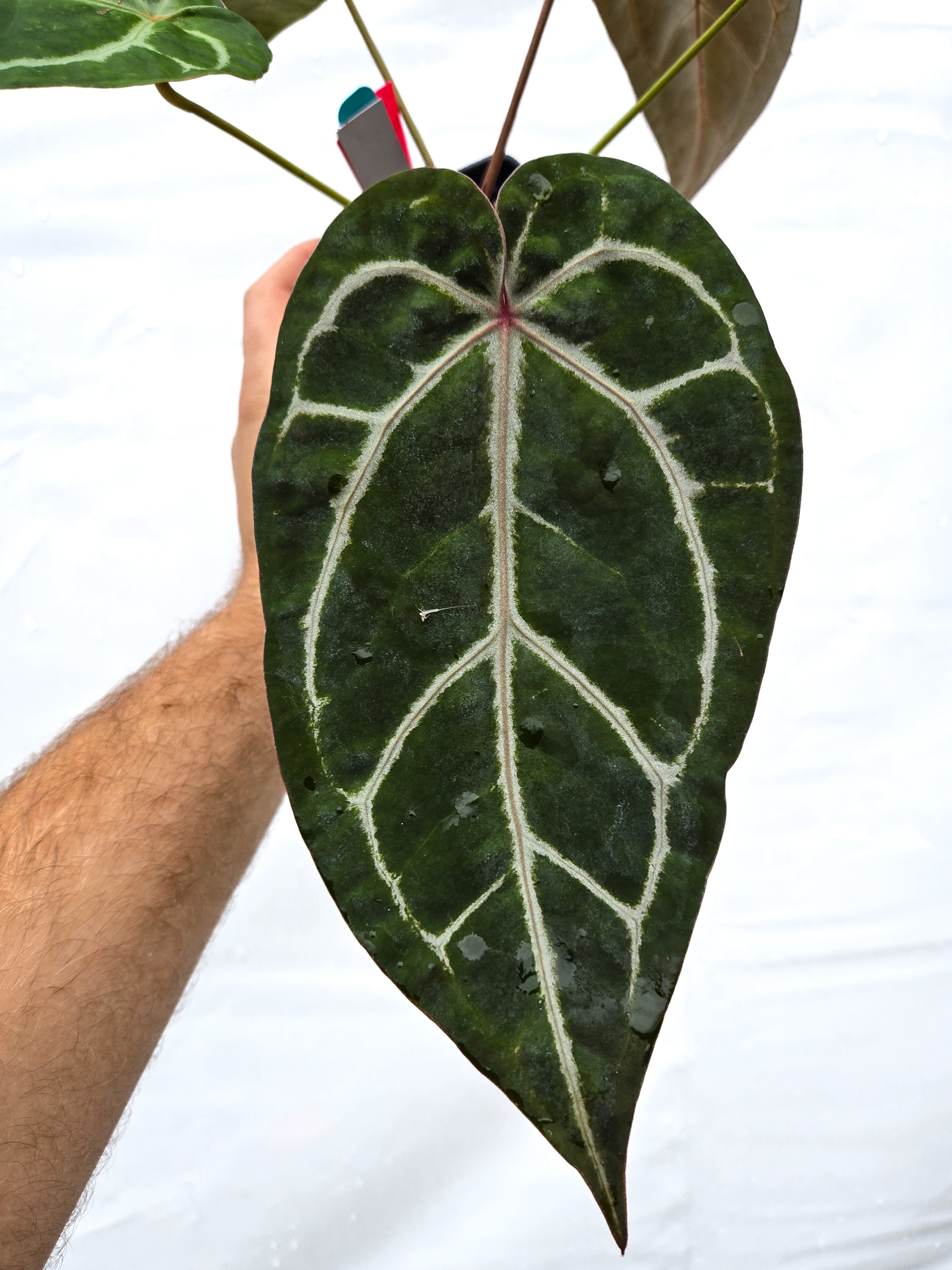 Anthurium  'SKG Grey' X 'Doc Block Purple F2'  (CS28)