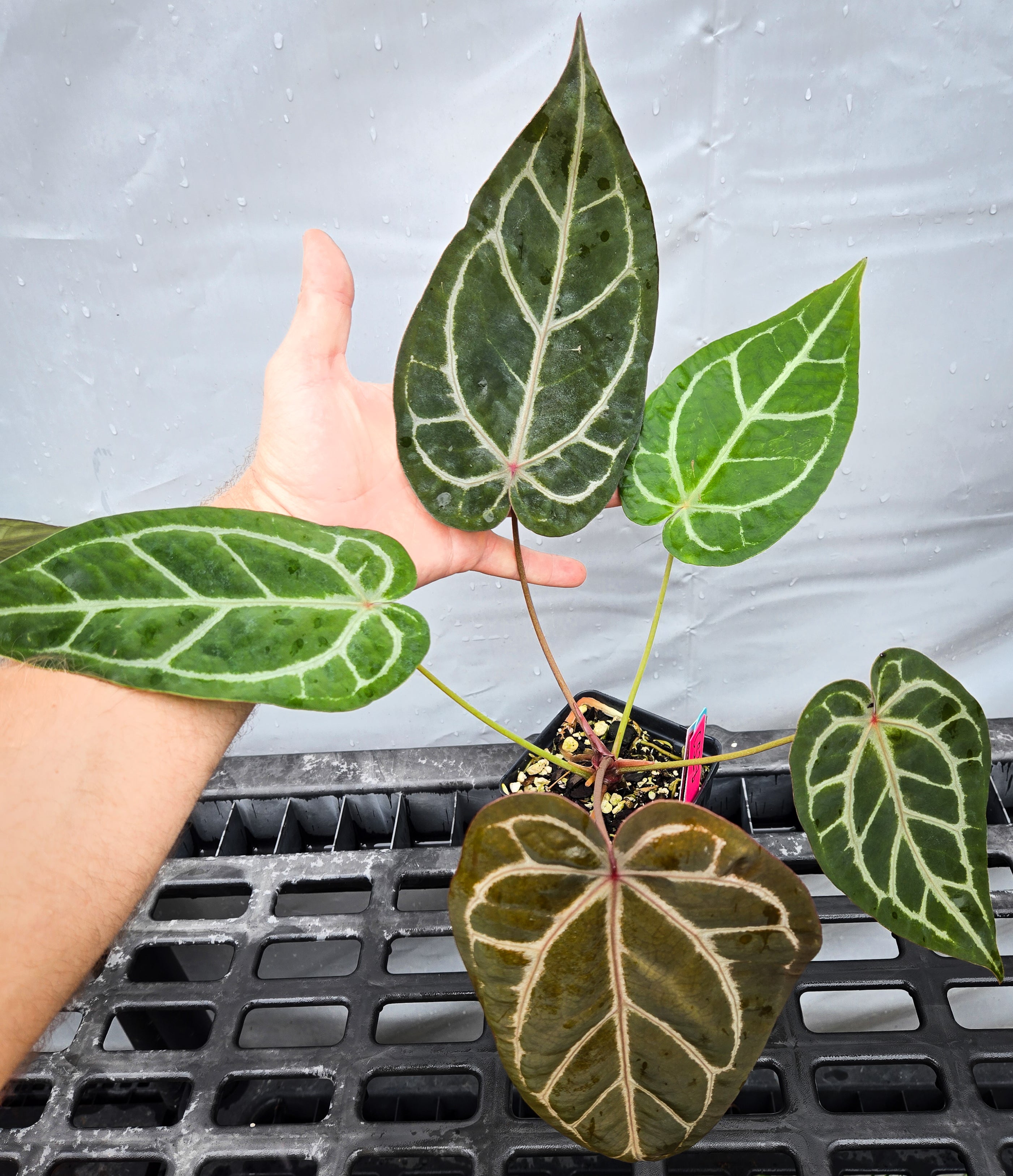 Anthurium  'SKG Grey' X 'Doc Block Purple F2'  (CS28)