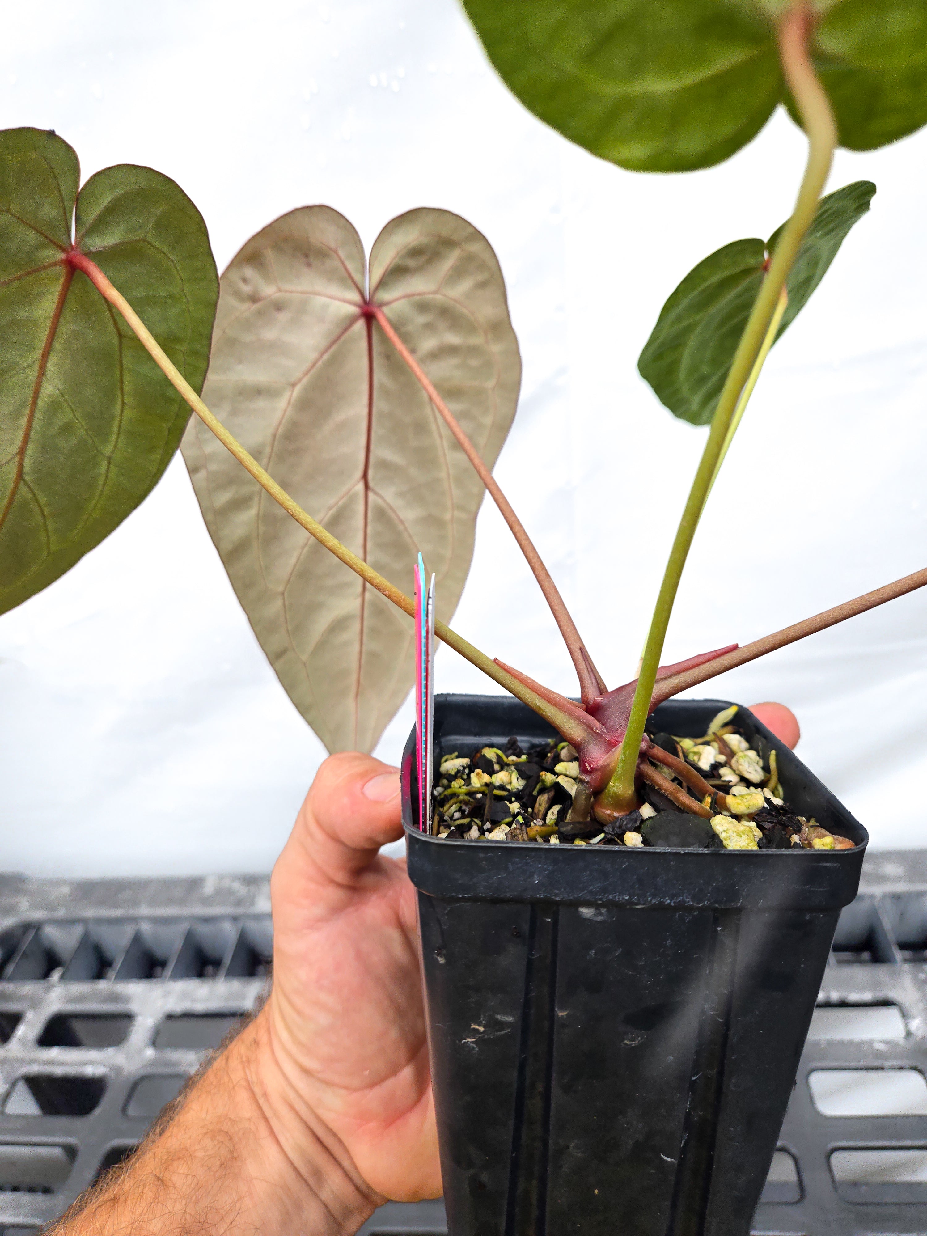 Anthurium  'SKG Grey' X 'Doc Block Purple F2'  (CS28)
