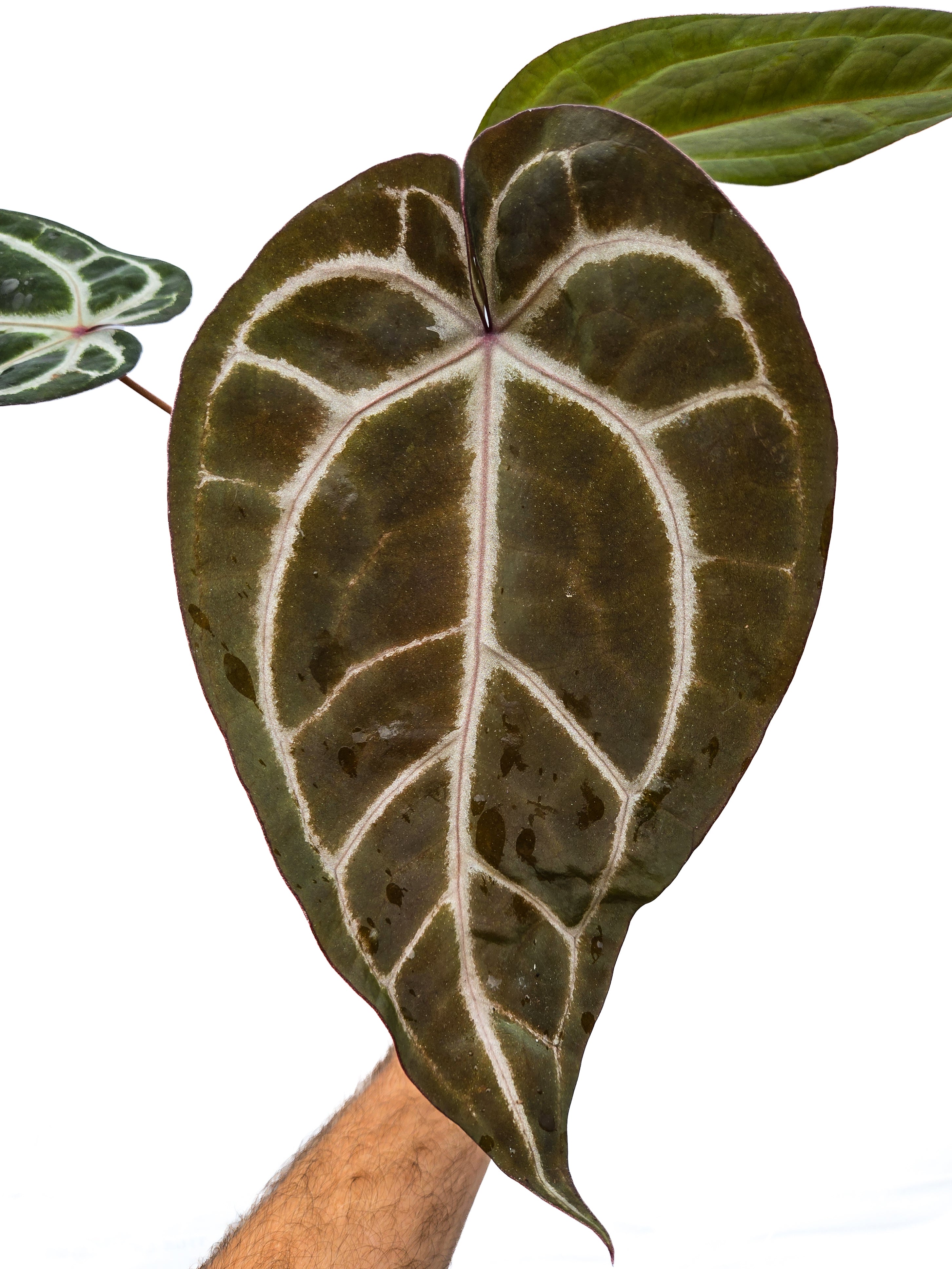 Anthurium  'SKG Grey' X 'Doc Block Purple F2'  (CS29)