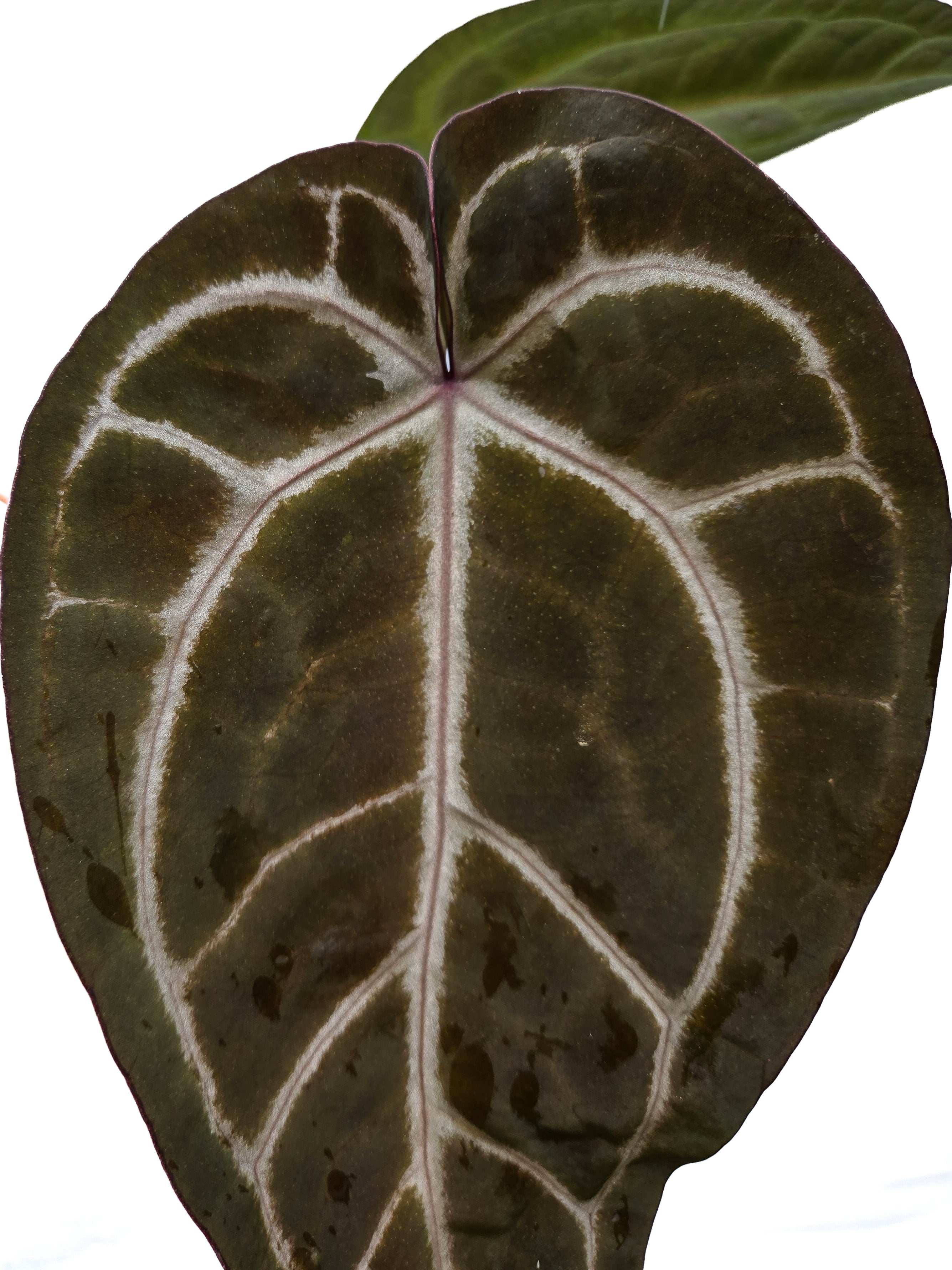 Anthurium  'SKG Grey' X 'Doc Block Purple F2'  (CS29)