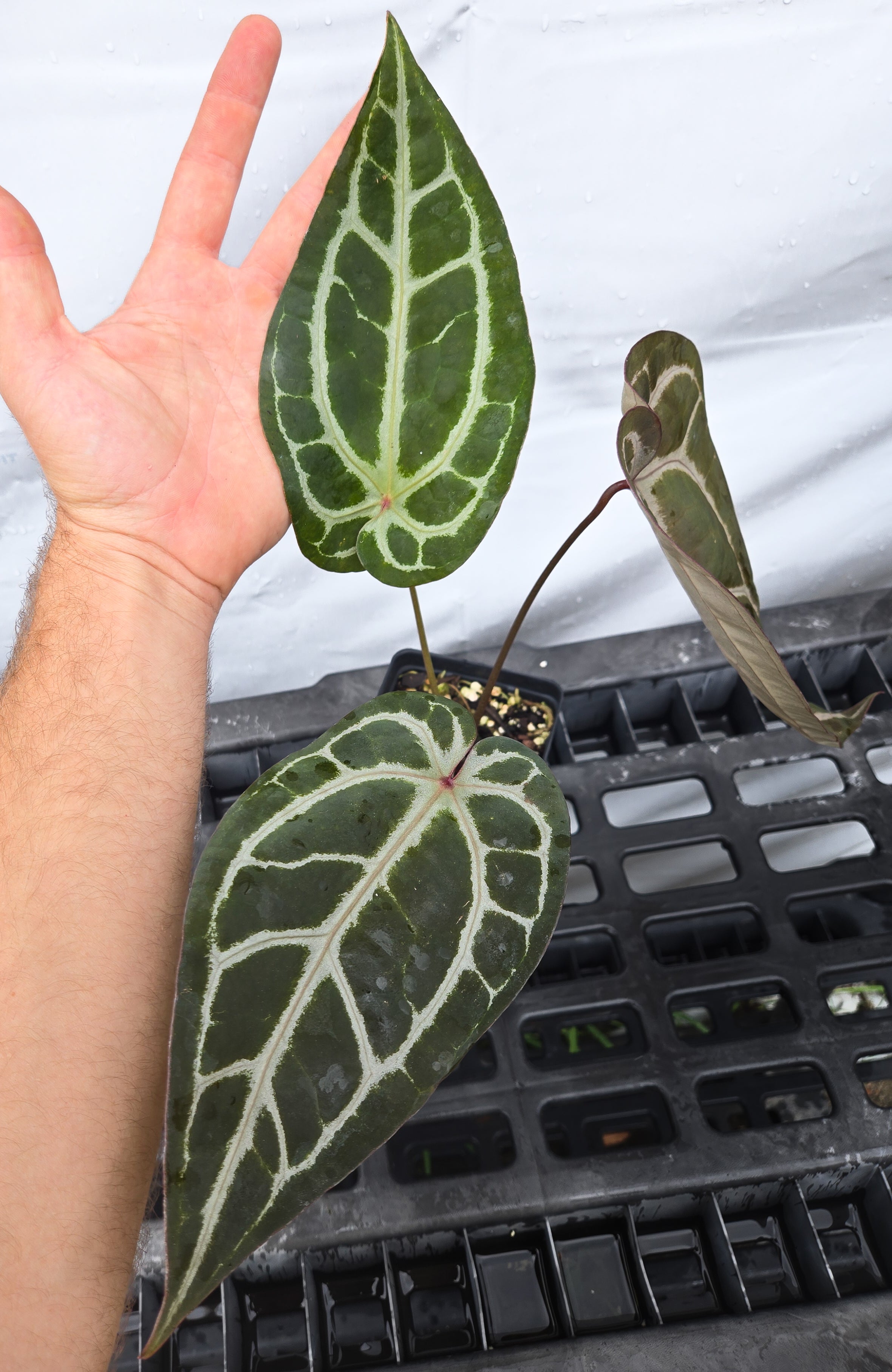 Anthurium  'SKG Grey' X 'Doc Block Purple F2'  (CS29)