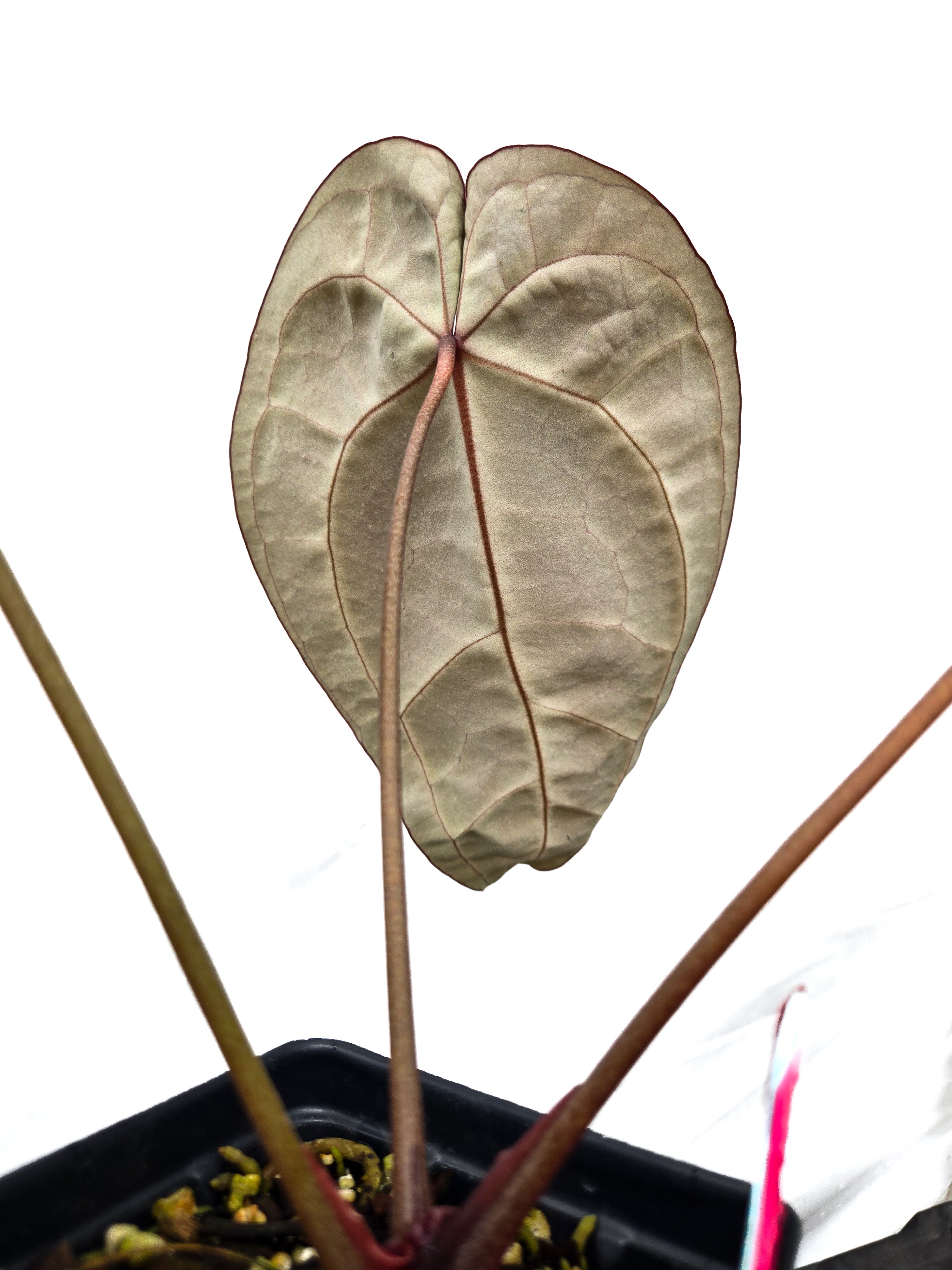 Anthurium  'SKG Grey' X 'Doc Block Purple F2'  (CS29)