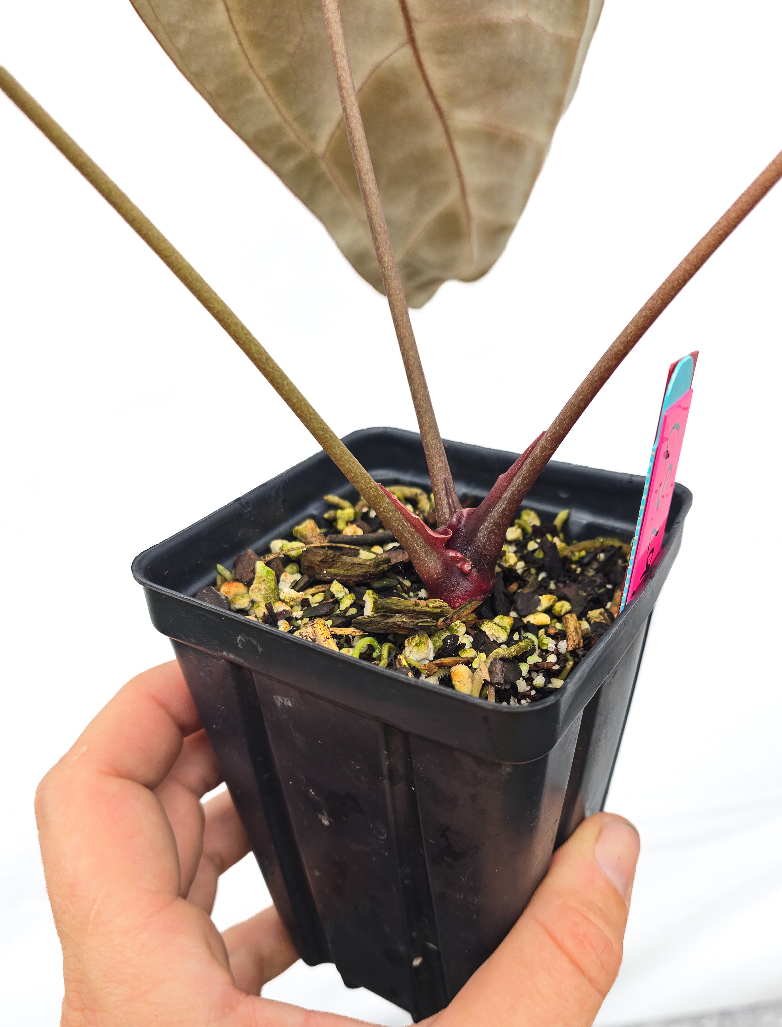 Anthurium  'SKG Grey' X 'Doc Block Purple F2'  (CS29)