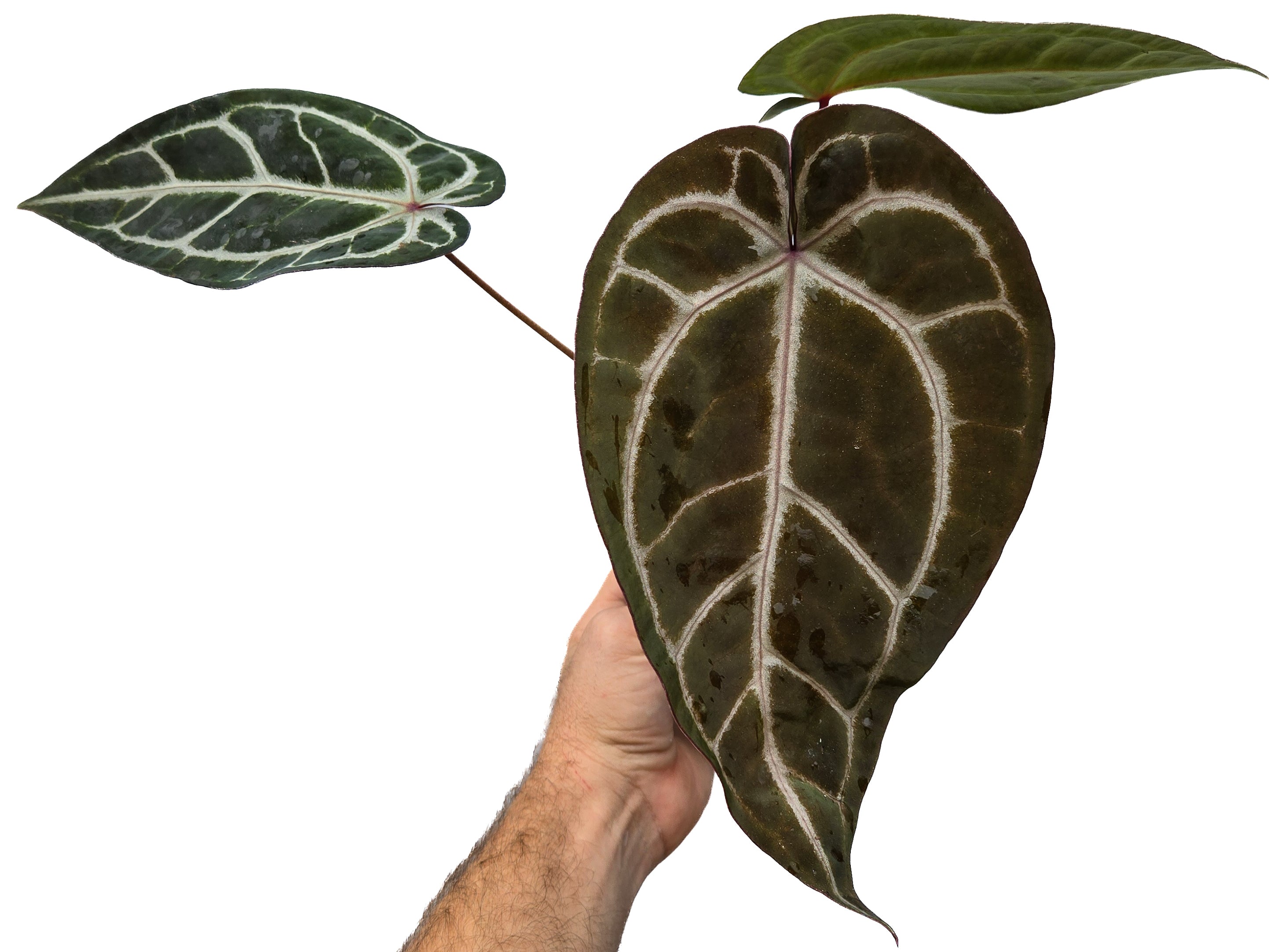 Anthurium  'SKG Grey' X 'Doc Block Purple F2'  (CS29)