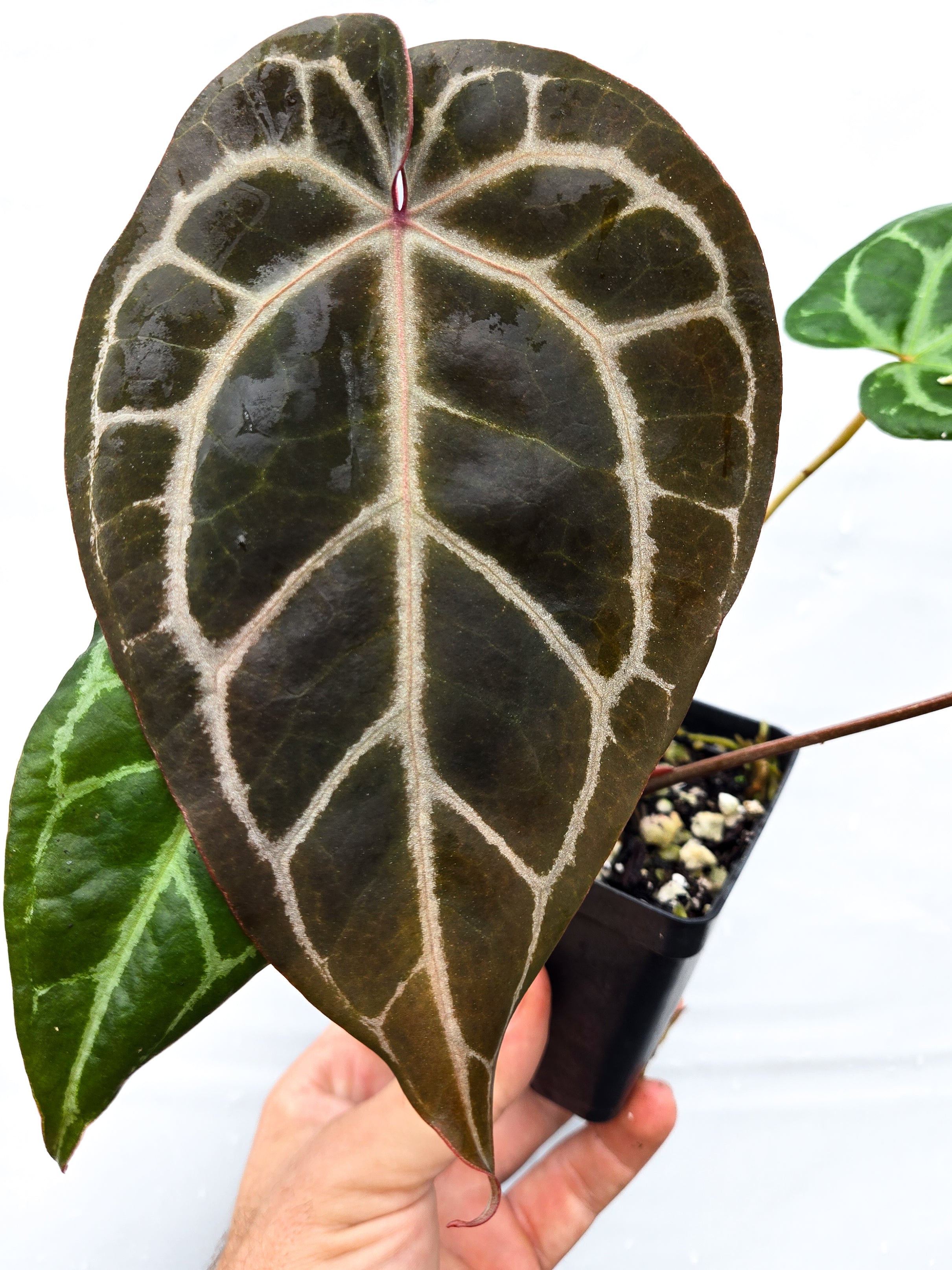 Anthurium 'Swampmannii Long' x 'Doc Block Purple F2'  (CS30)