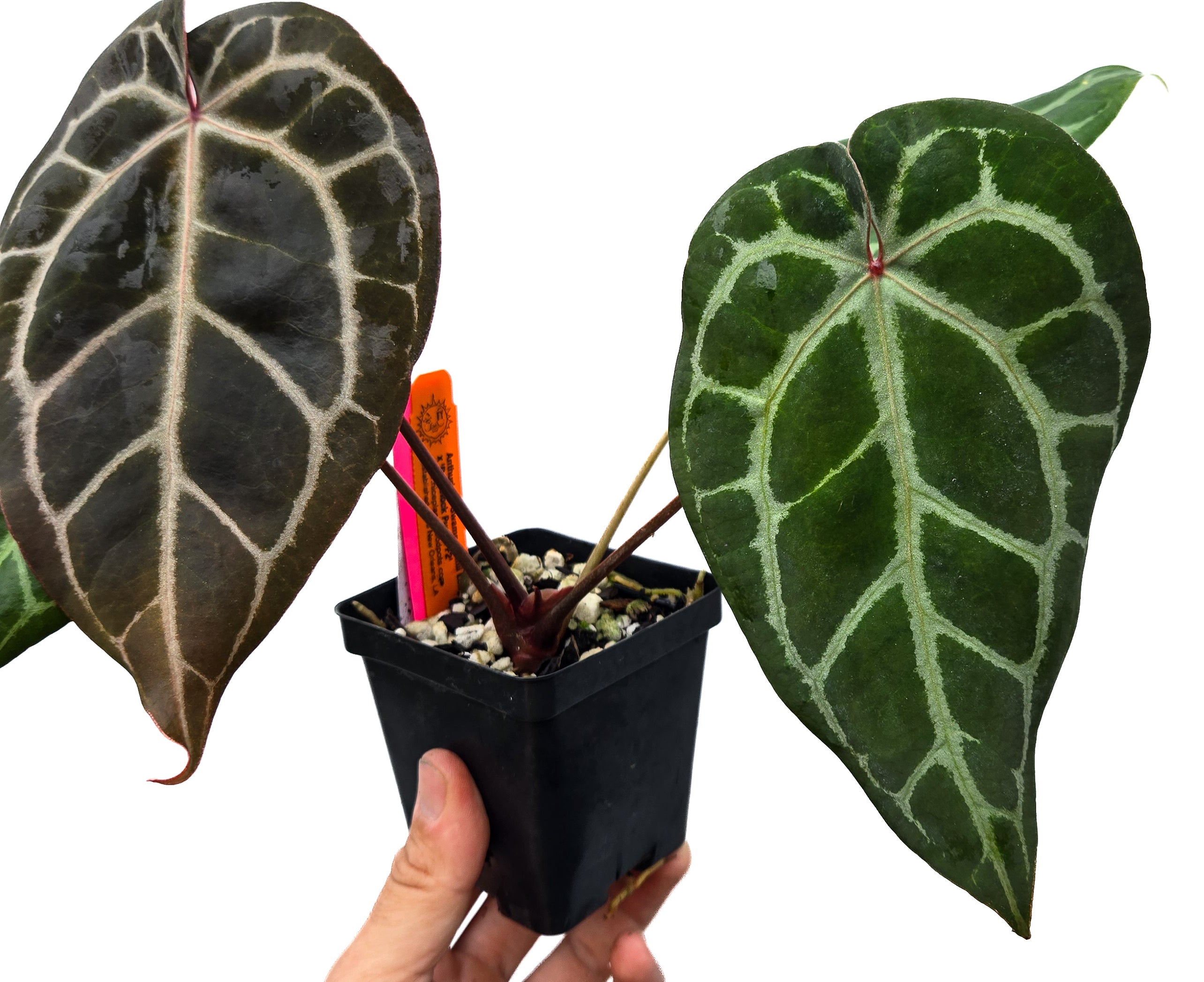 Anthurium 'Swampmannii Long' x 'Doc Block Purple F2'  (CS30)