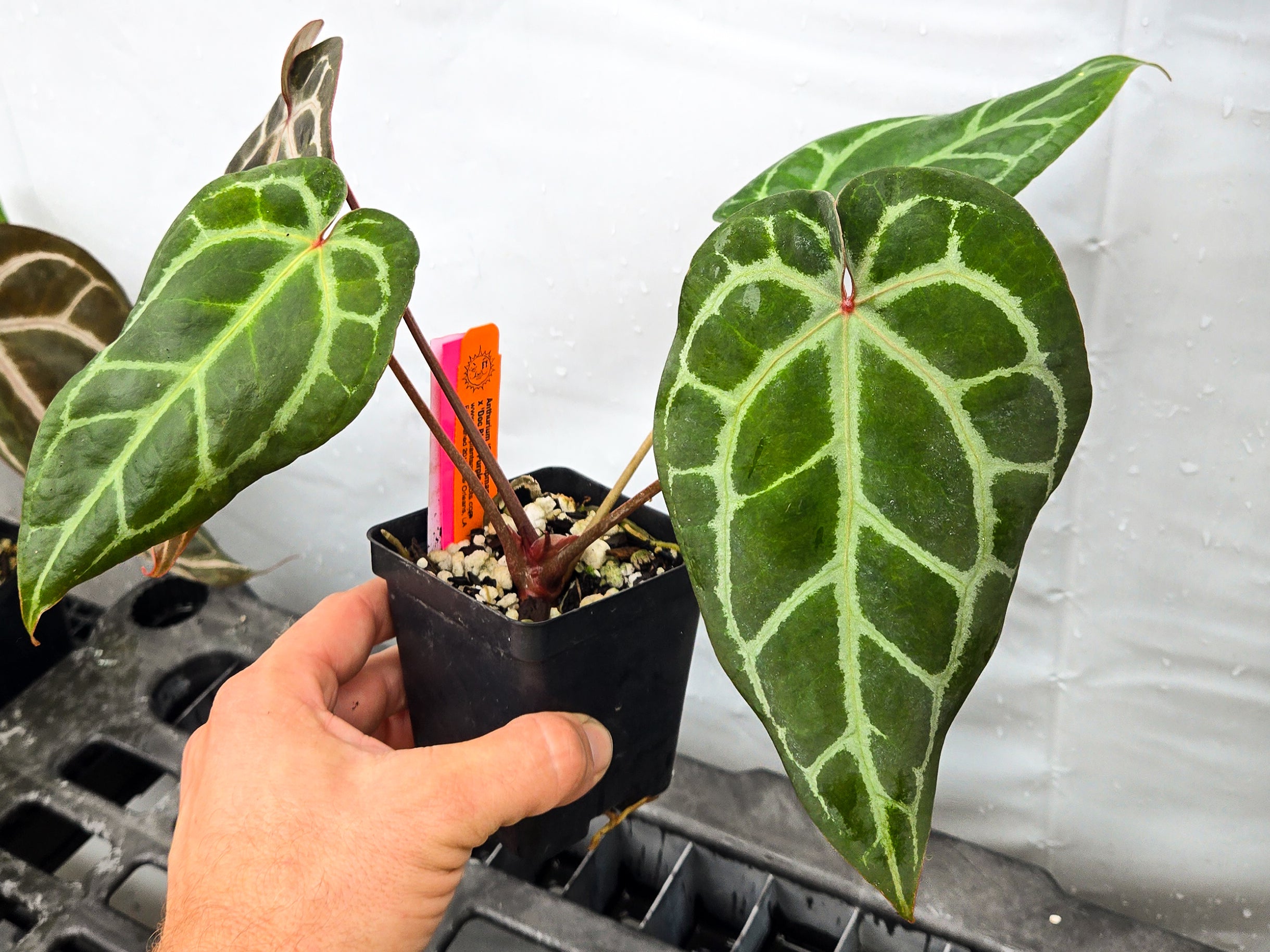Anthurium 'Swampmannii Long' x 'Doc Block Purple F2'  (CS30)