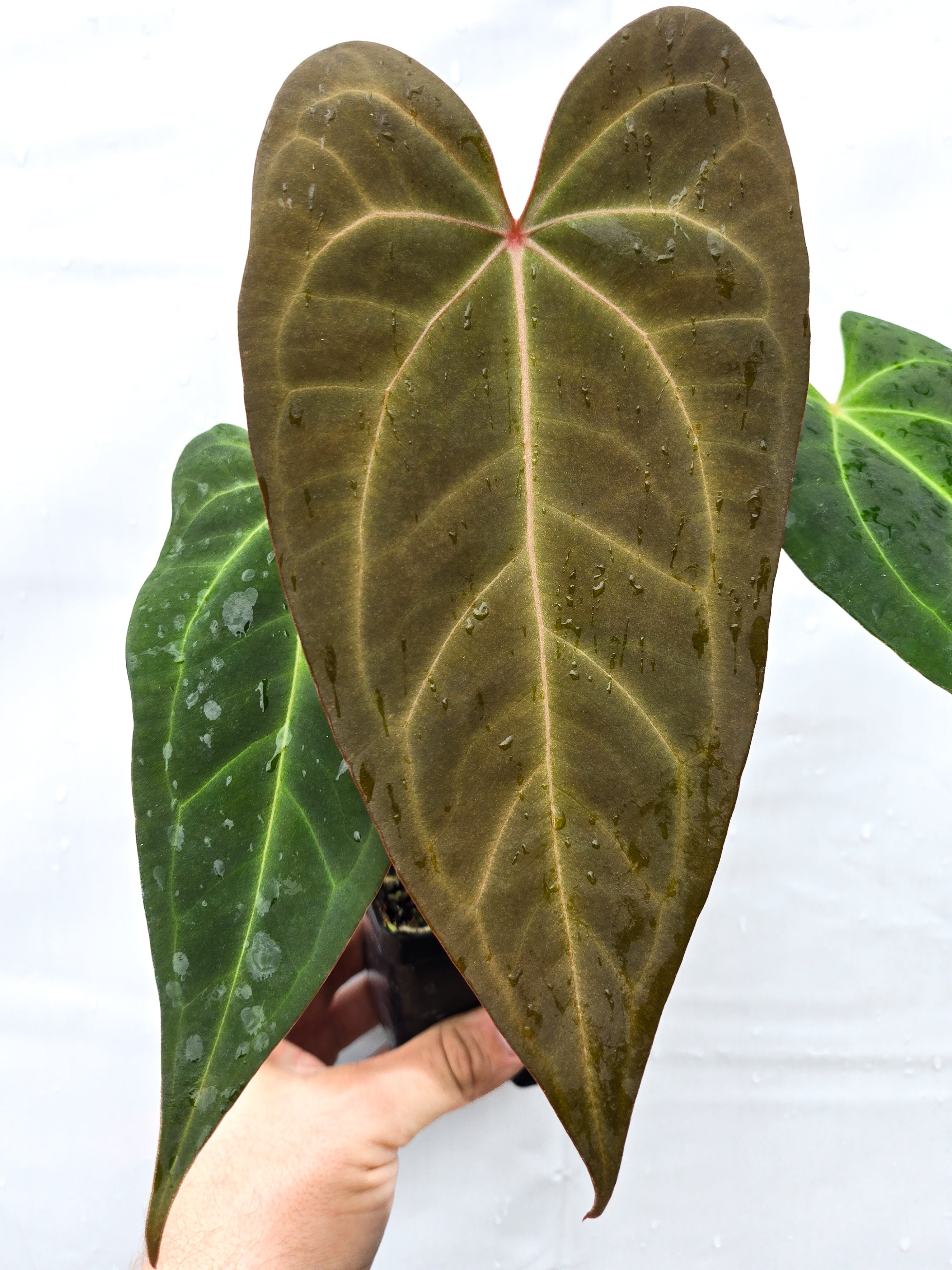 Ree Gardens Anthurium Lineage — Nice Plants Good Pots