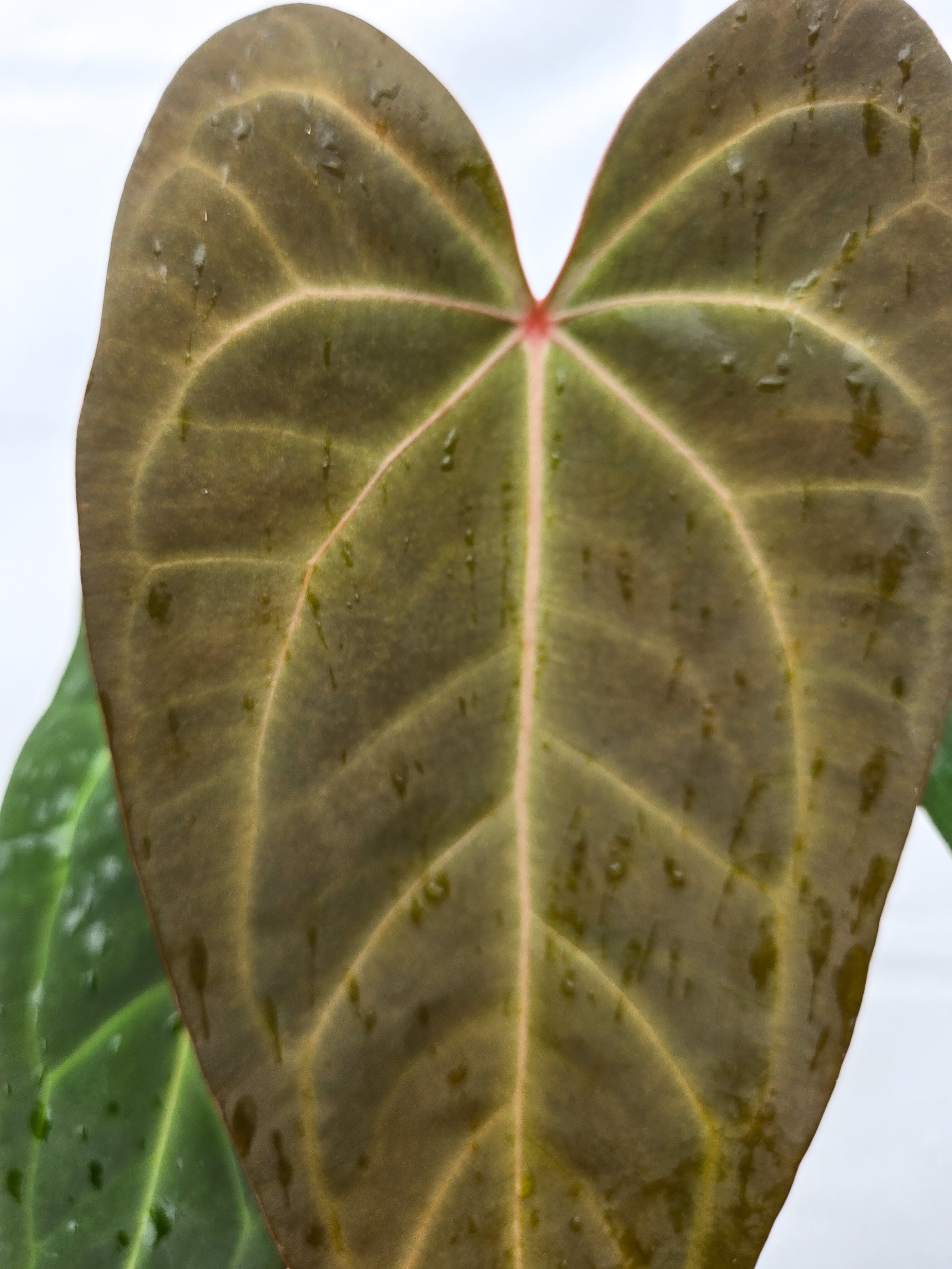 Anthurium (papillilaminum 'Ree Gardens' / warocqueanum 'Ree Gardens') x 'Rotundatum X' (CS31)