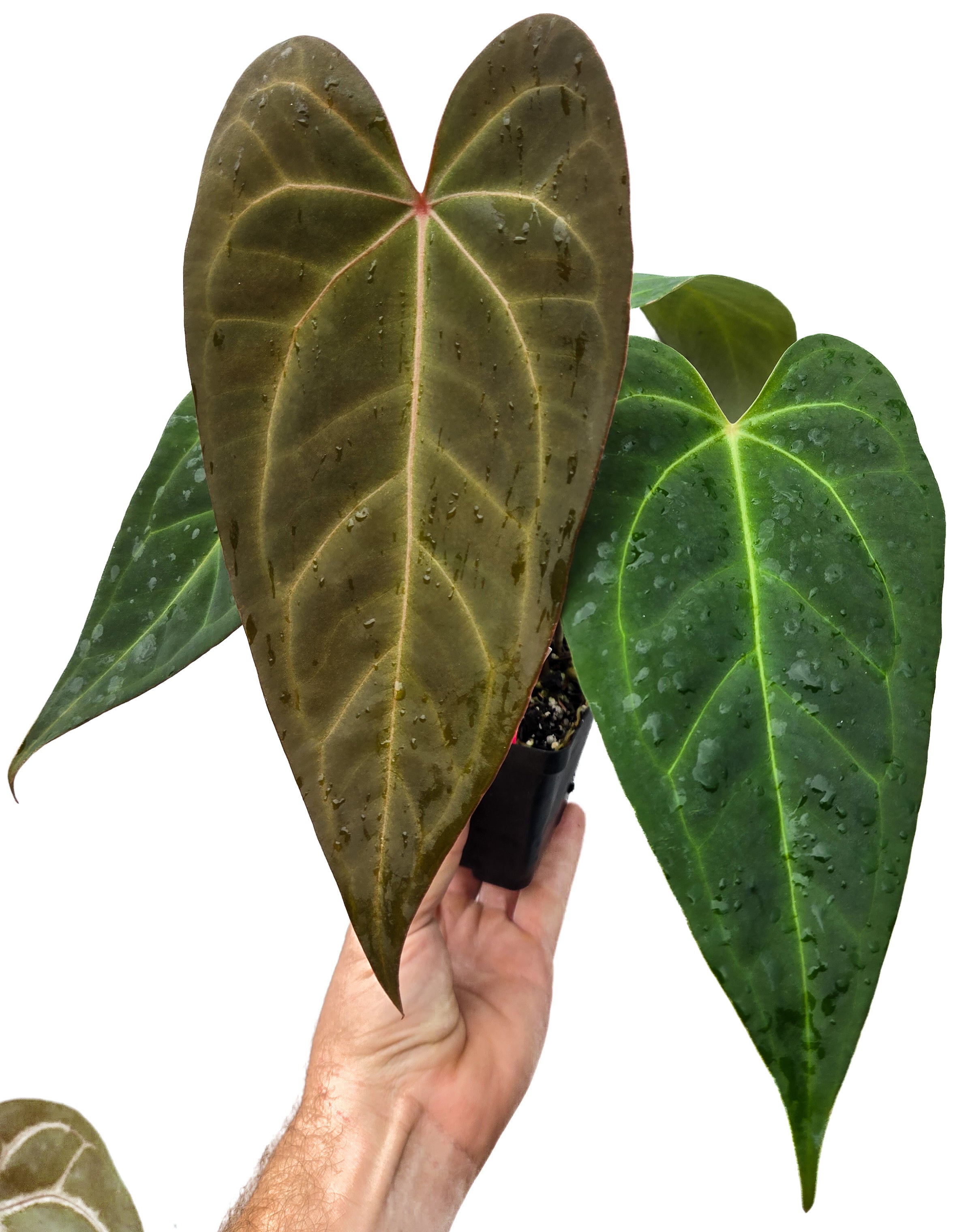 Anthurium (papillilaminum 'Ree Gardens' / warocqueanum 'Ree Gardens') x 'Rotundatum X' (CS31)