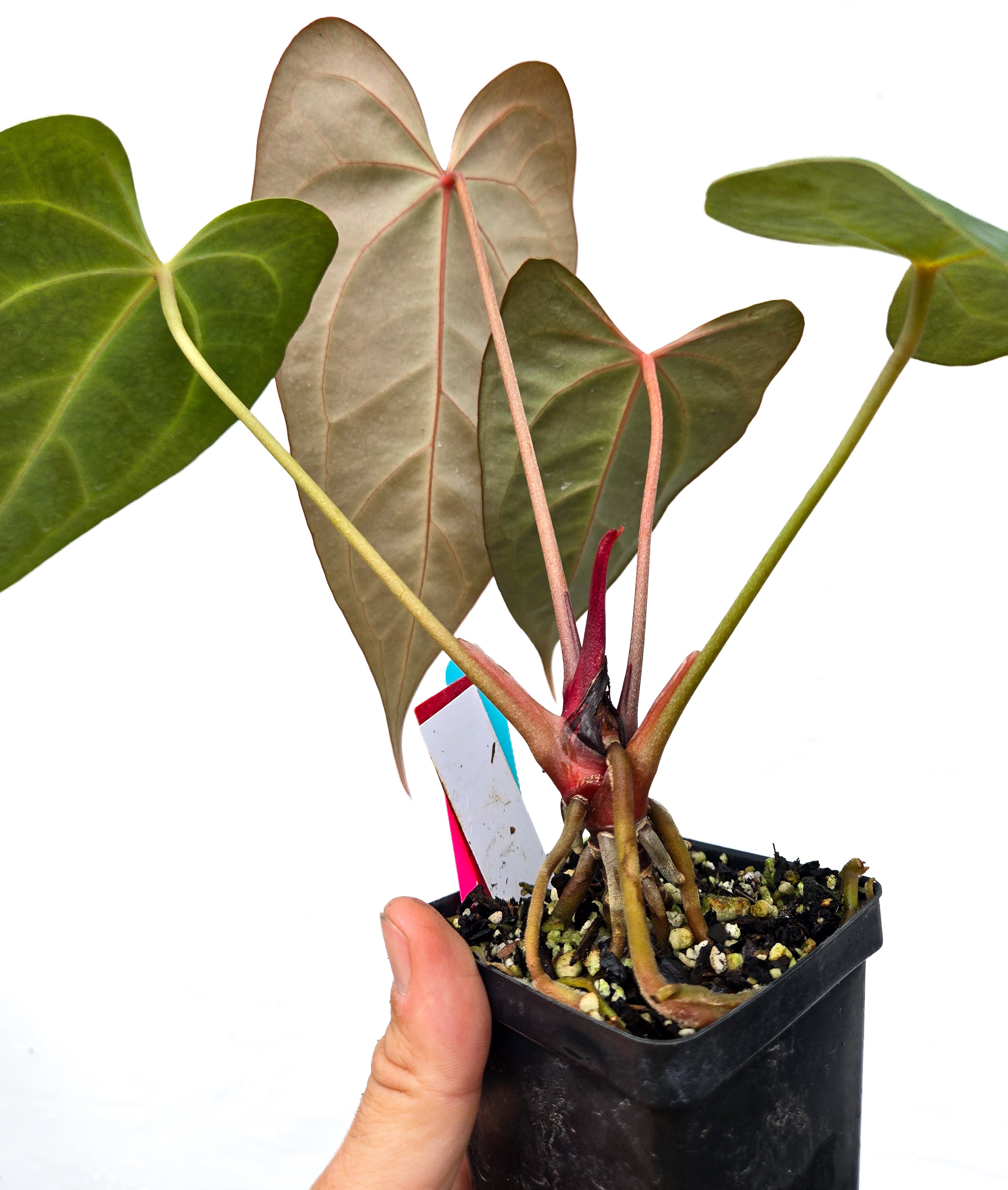 Anthurium (papillilaminum 'Ree Gardens' / warocqueanum 'Ree Gardens') x 'Rotundatum X' (CS31)