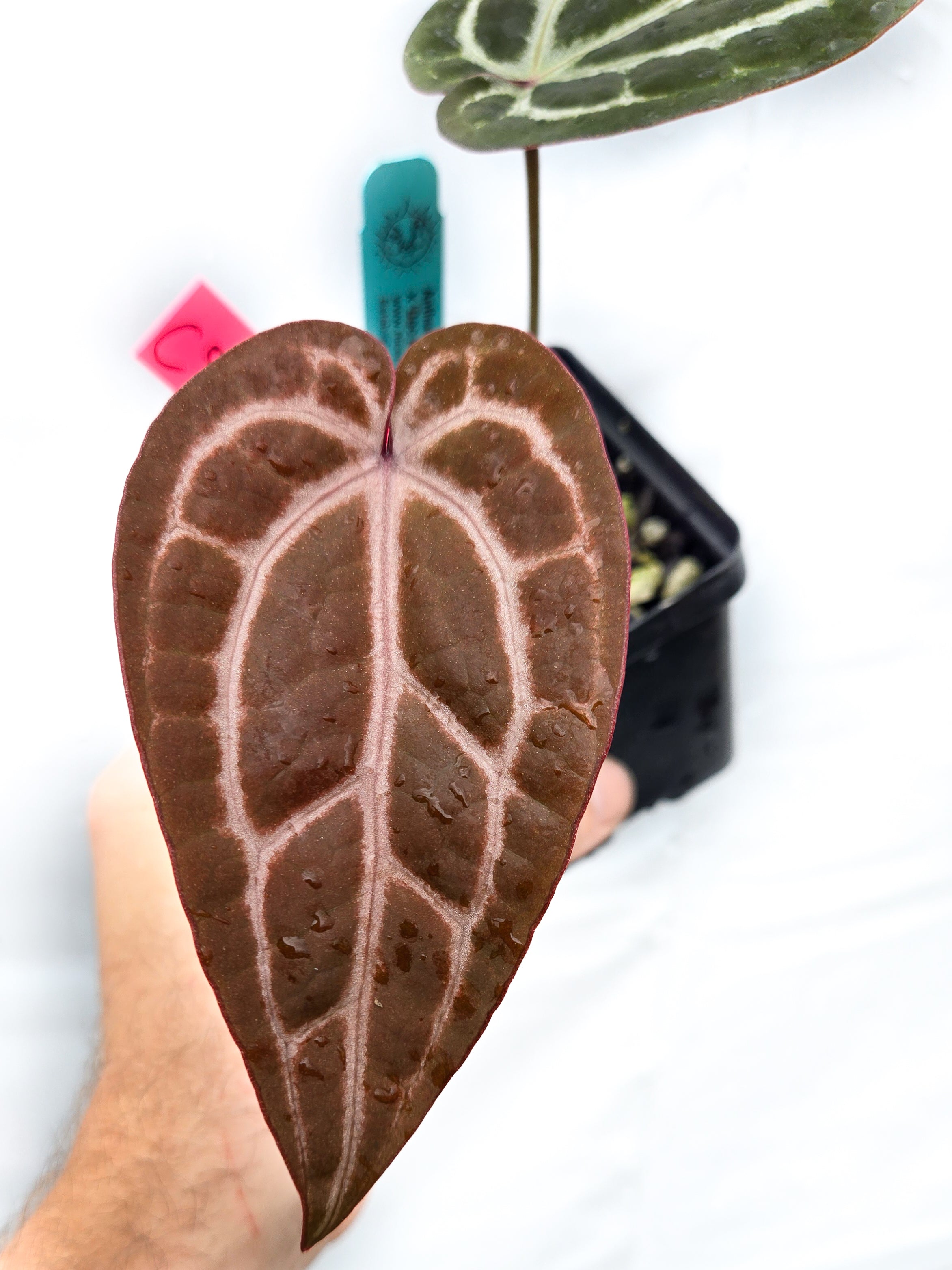 Anthurium 'Swampmannii Dark' x 'Doc Block Purple F2' (CS32)
