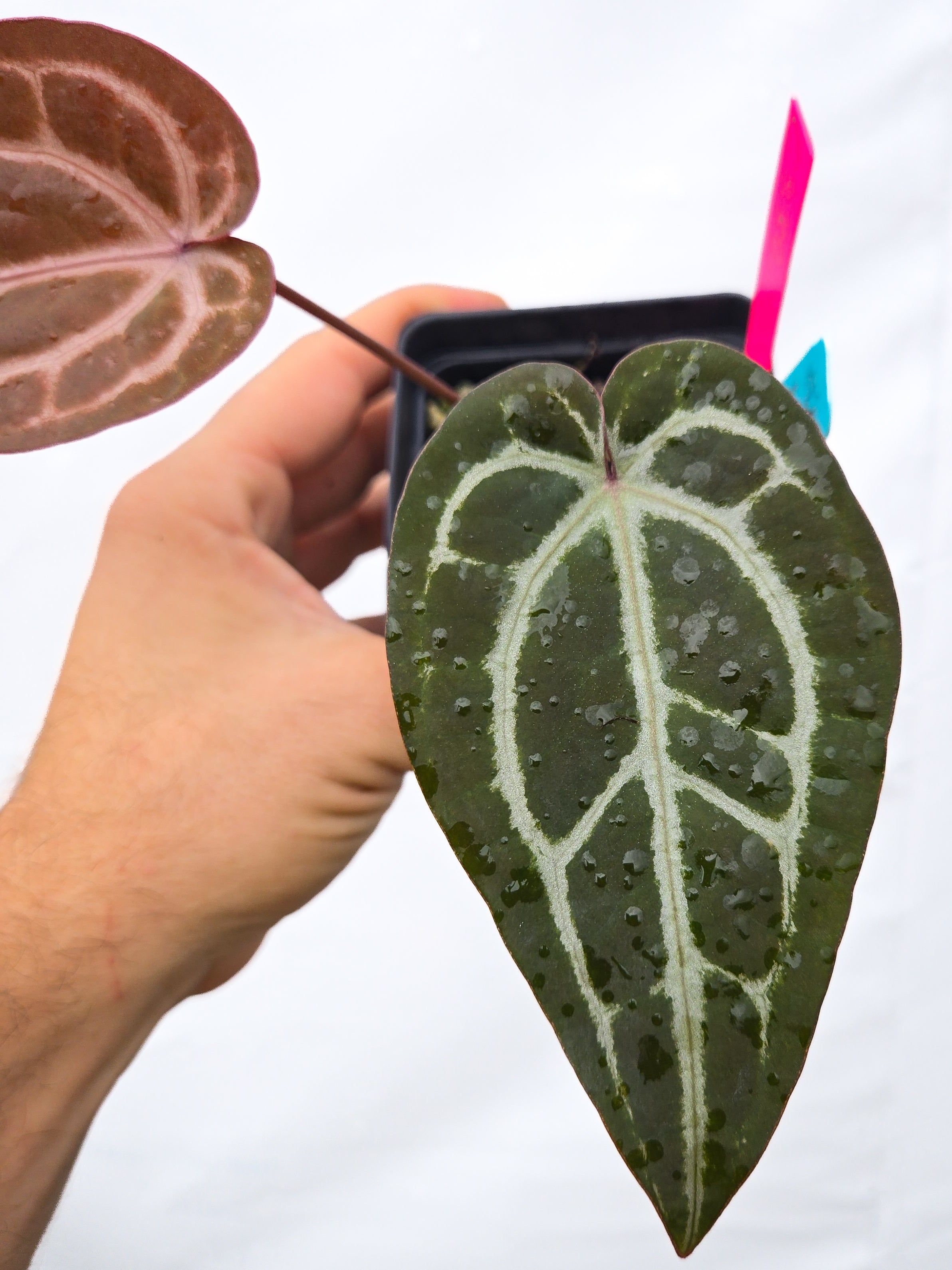 Anthurium 'Swampmannii Dark' x 'Doc Block Purple F2' (CS32)