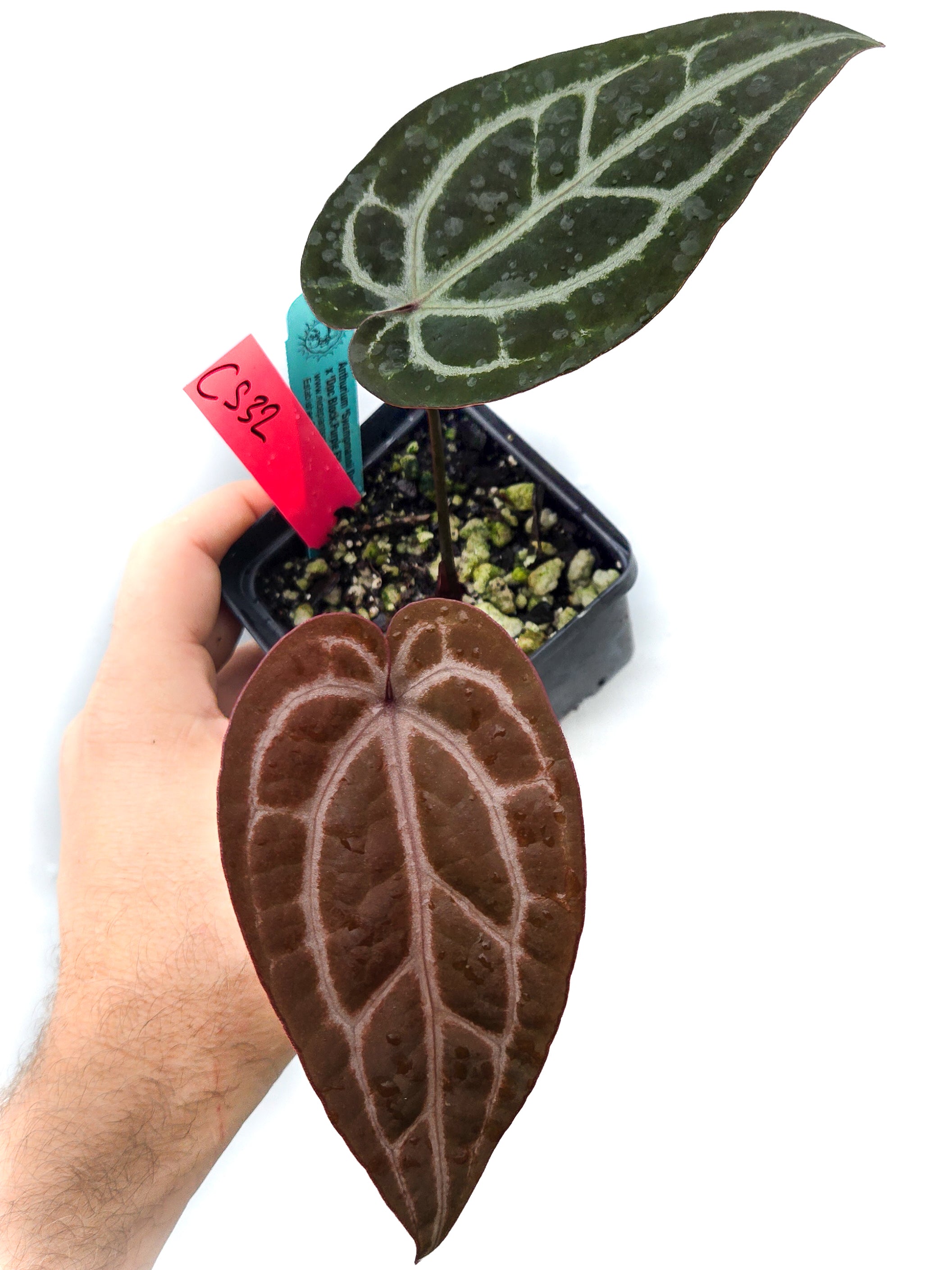 Anthurium 'Swampmannii Dark' x 'Doc Block Purple F2' (CS32)