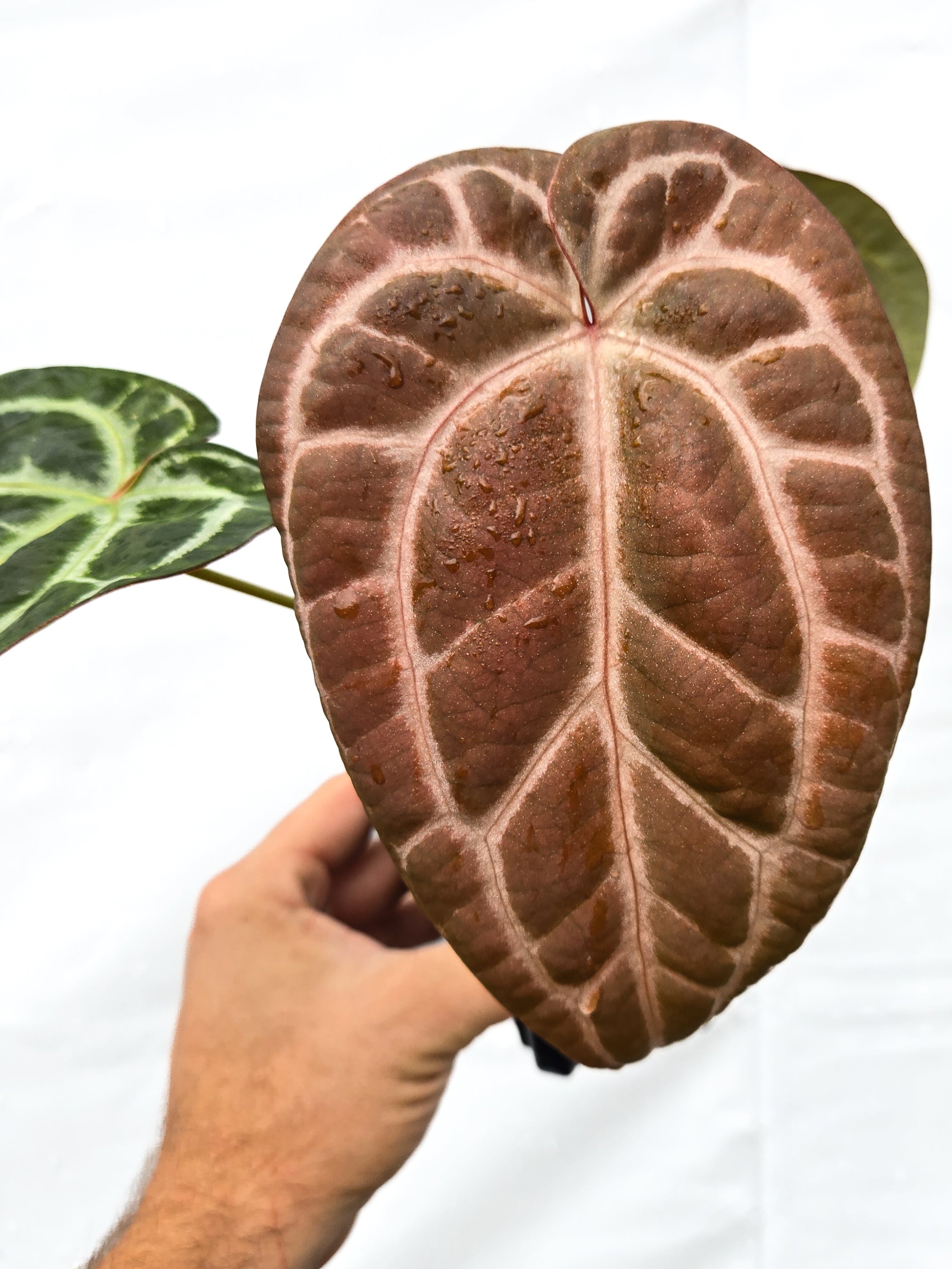Anthurium 'Swampmannii Long' x 'Doc Block Purple F2' (CS33)