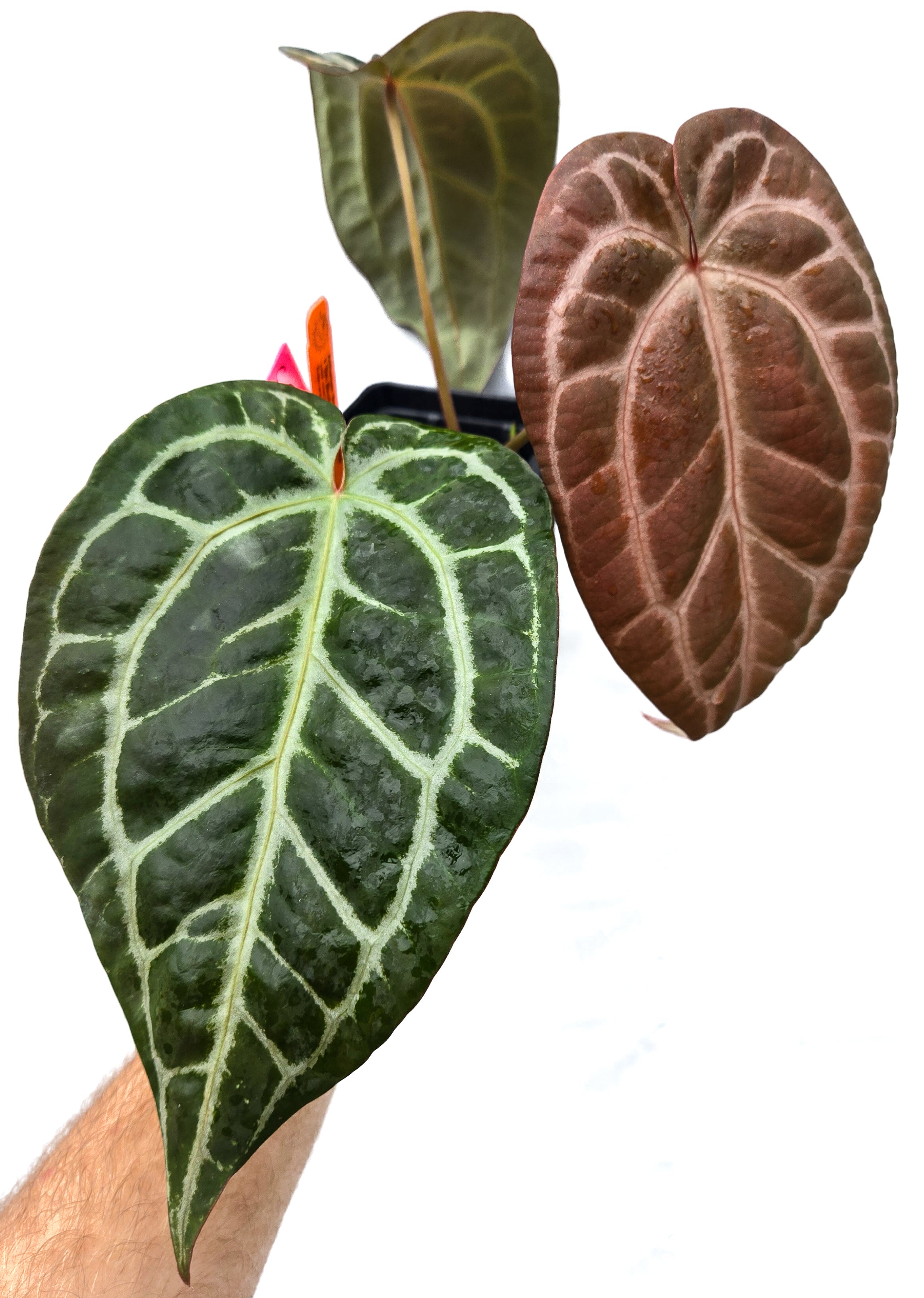 Anthurium 'Swampmannii Long' x 'Doc Block Purple F2' (CS33)