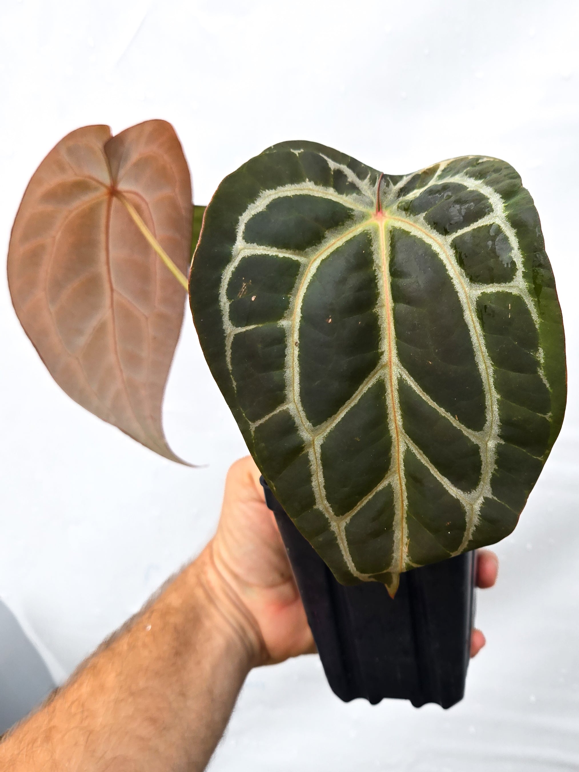 Anthurium 'Swampmannii Long' x 'Doc Block Purple F2' (CS33)