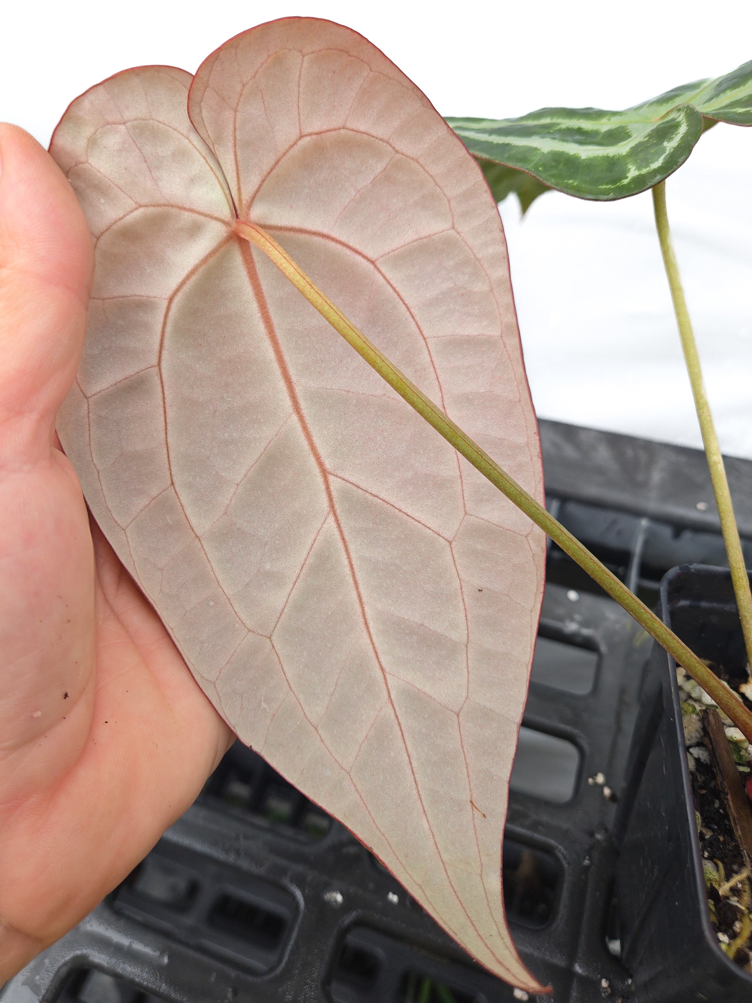 Anthurium 'Swampmannii Long' x 'Doc Block Purple F2' (CS33)