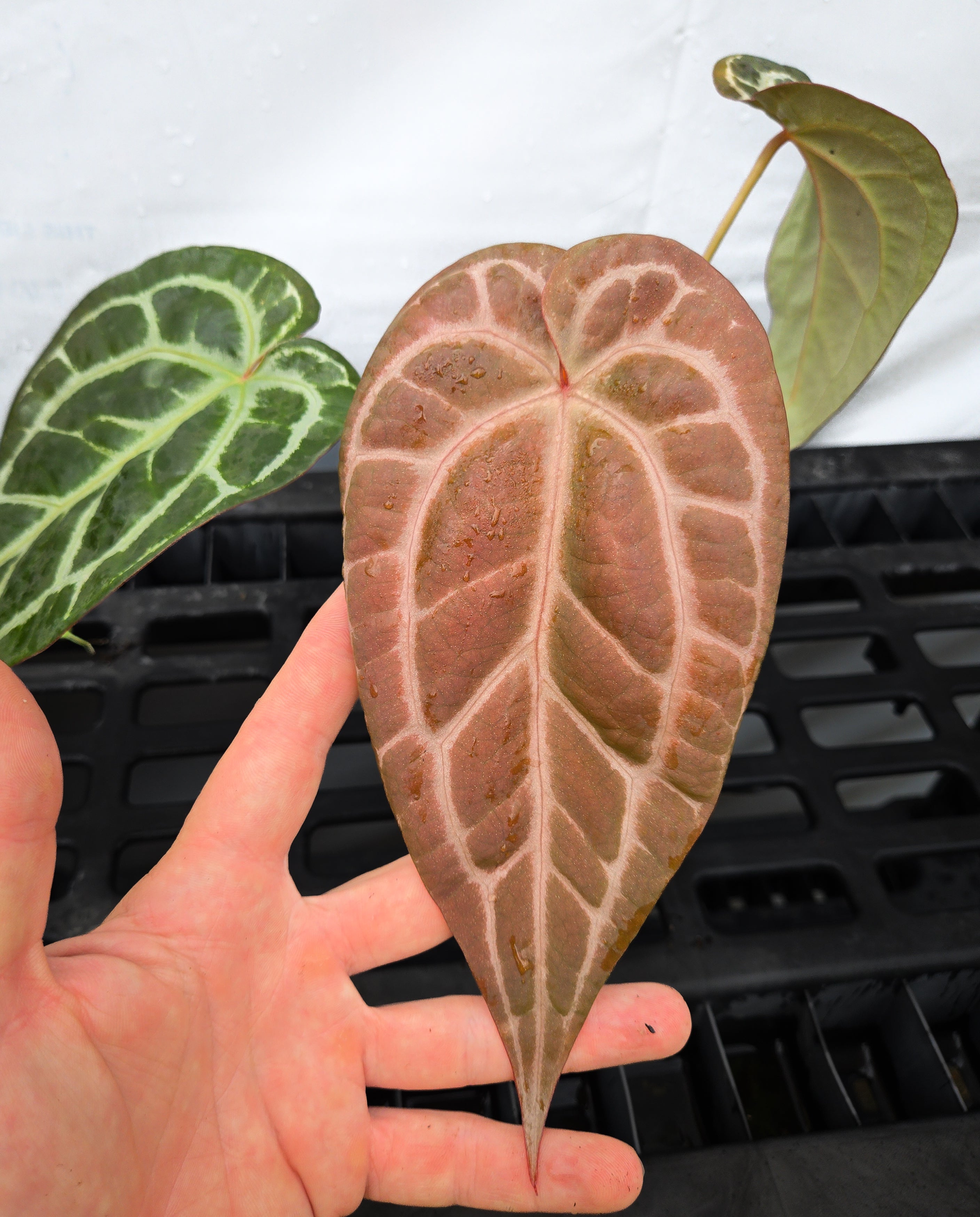 Anthurium 'Swampmannii Long' x 'Doc Block Purple F2' (CS33)