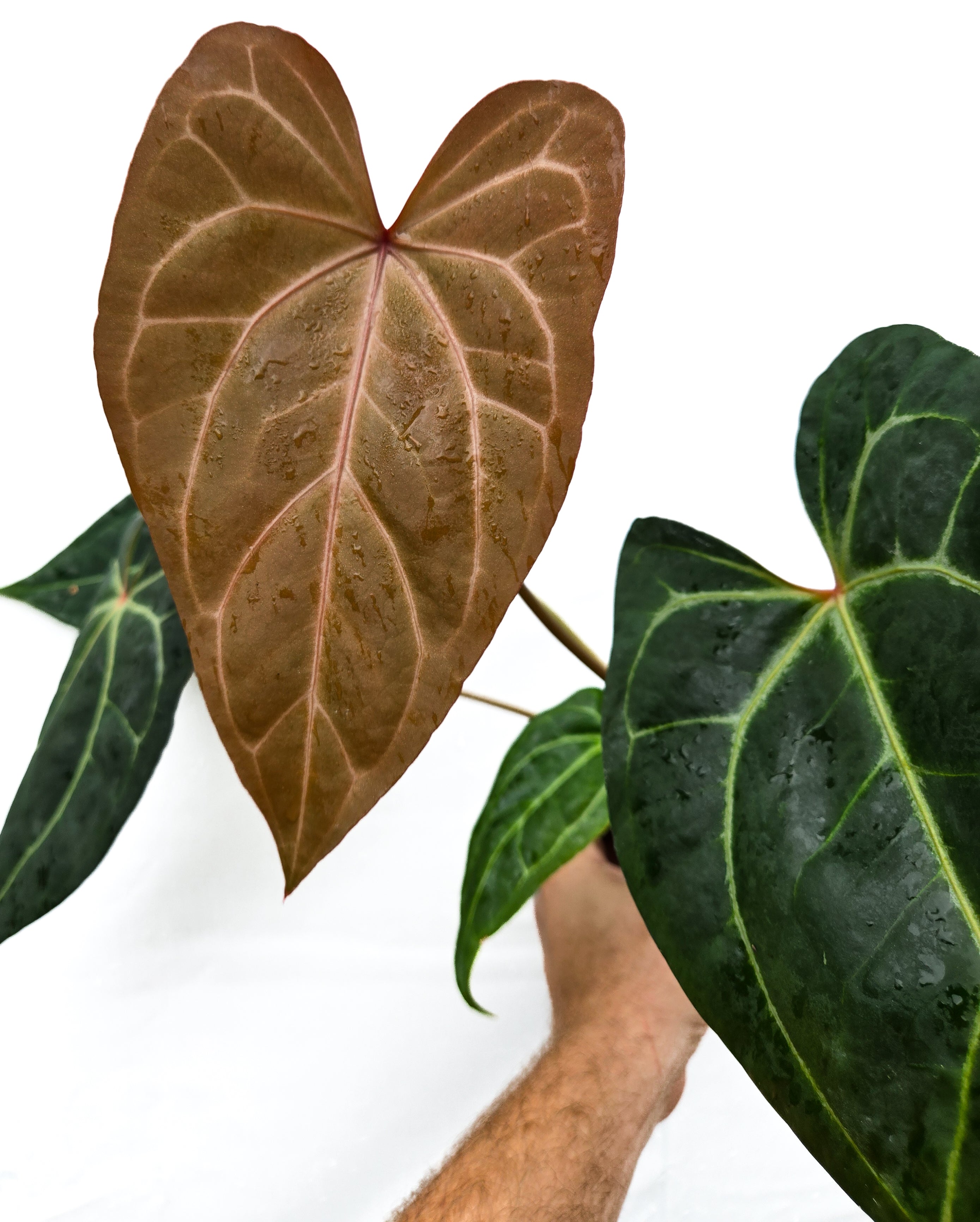 Anthurium 'Doc Block Red F2' x ('Tim Anderson Crystal Mag' / 'Tim's Black') (CS34)