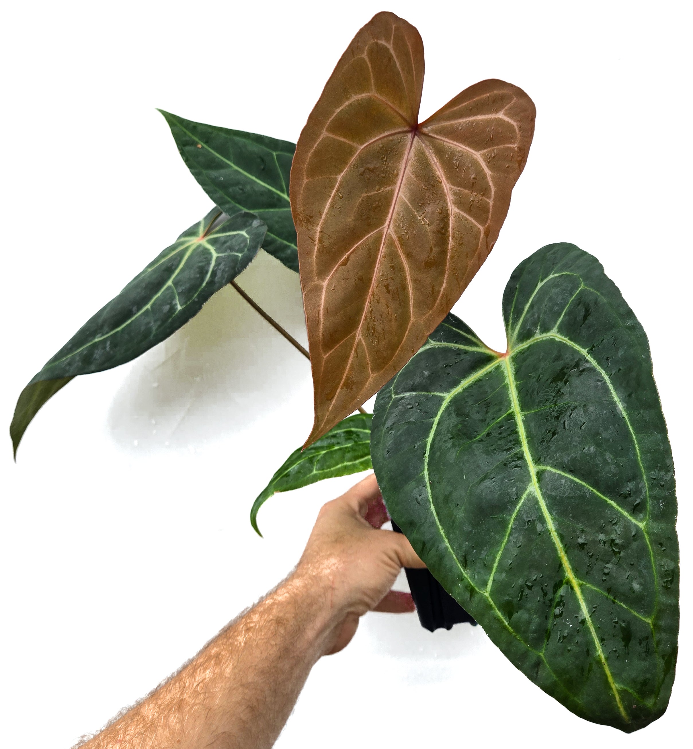 Anthurium 'Doc Block Red F2' x ('Tim Anderson Crystal Mag' / 'Tim's Black') (CS34)
