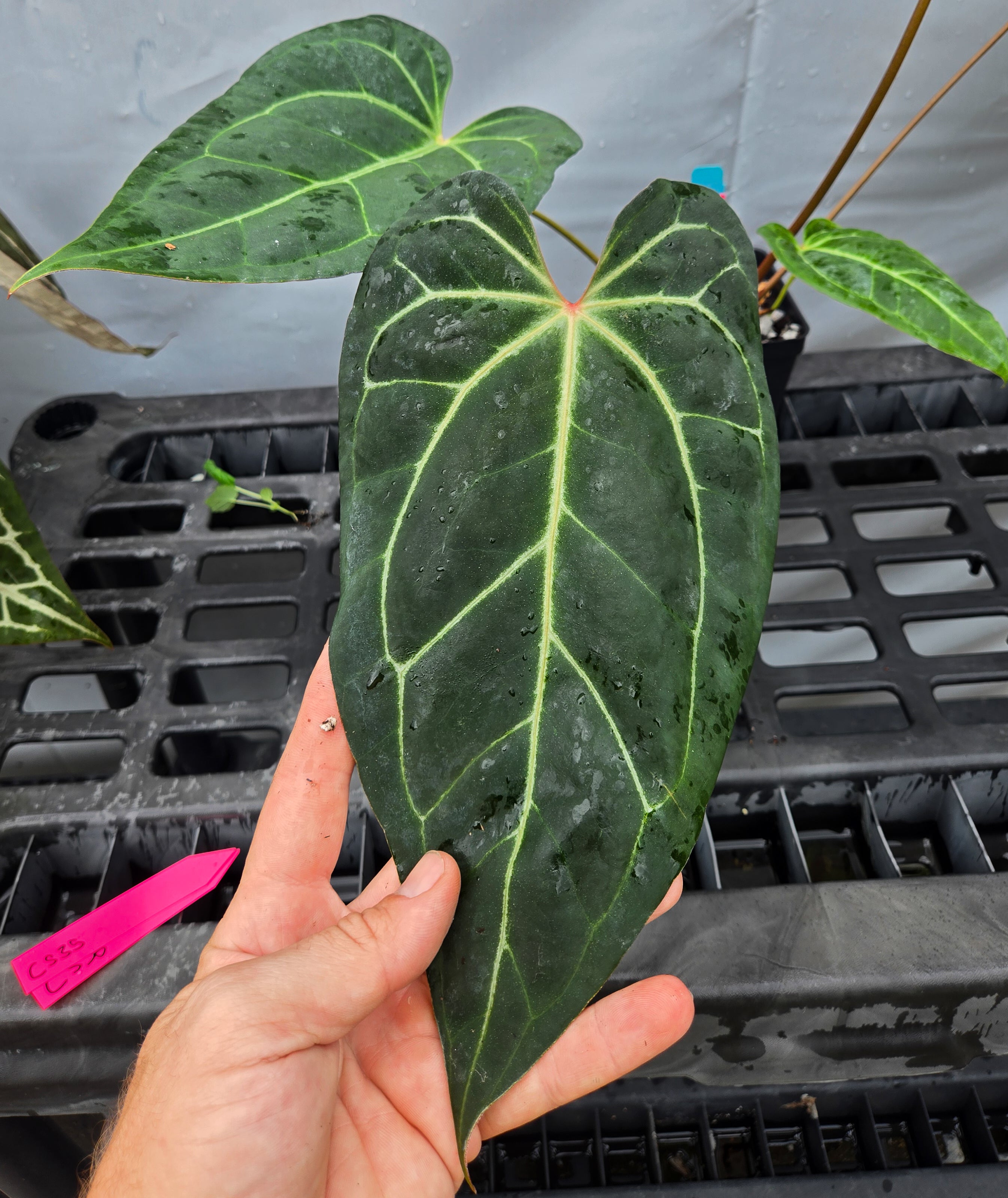 Anthurium 'Doc Block Red F2' x ('Tim Anderson Crystal Mag' / 'Tim's Black') (CS34)