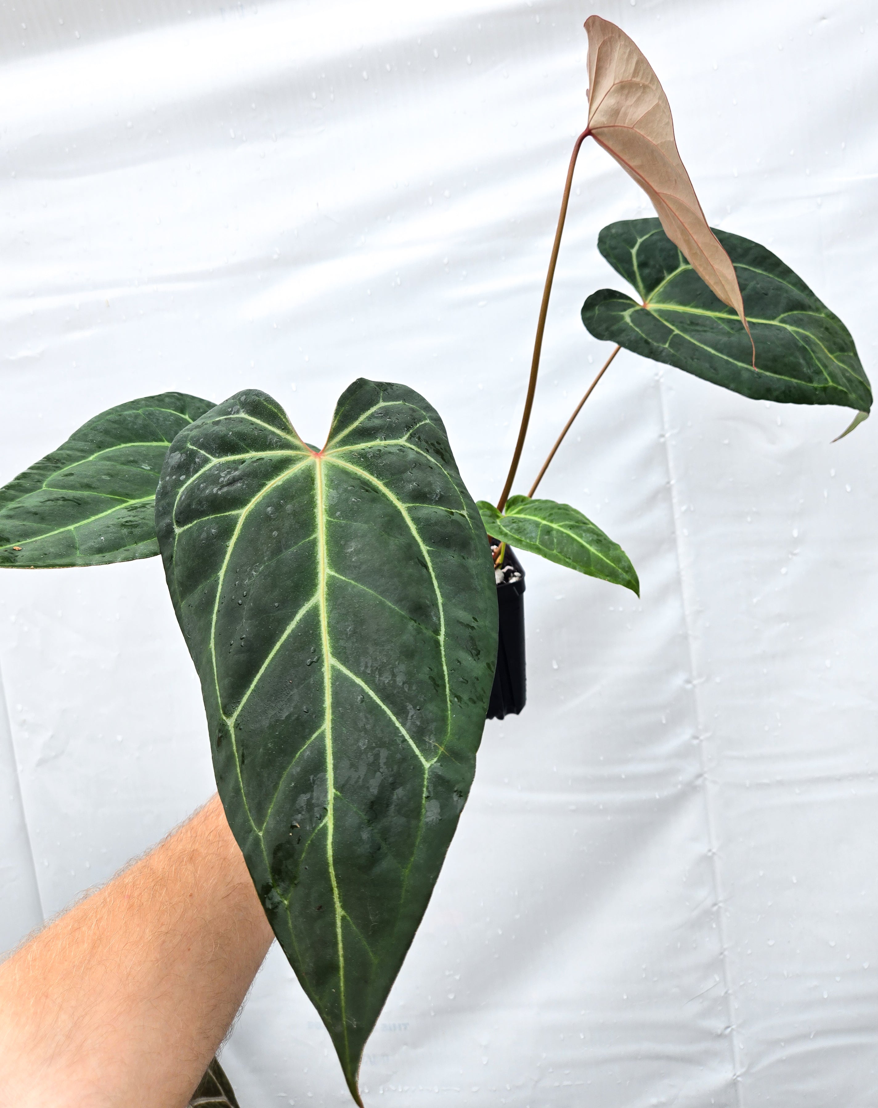 Anthurium 'Doc Block Red F2' x ('Tim Anderson Crystal Mag' / 'Tim's Black') (CS34)