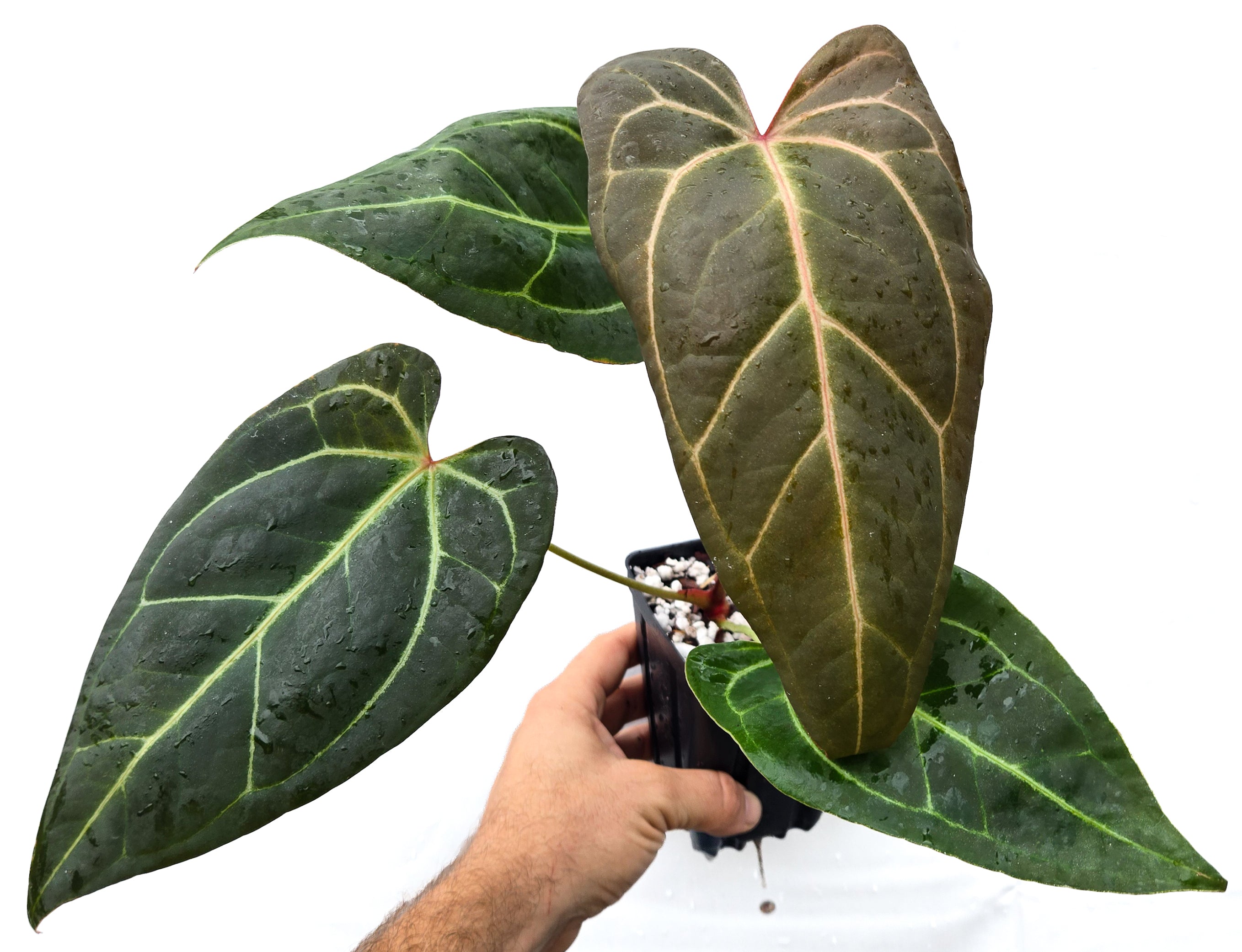 Anthurium 'Doc Block Red F2' x ('Tim Anderson Crystal Mag' / 'Tim's Black') (CS35)