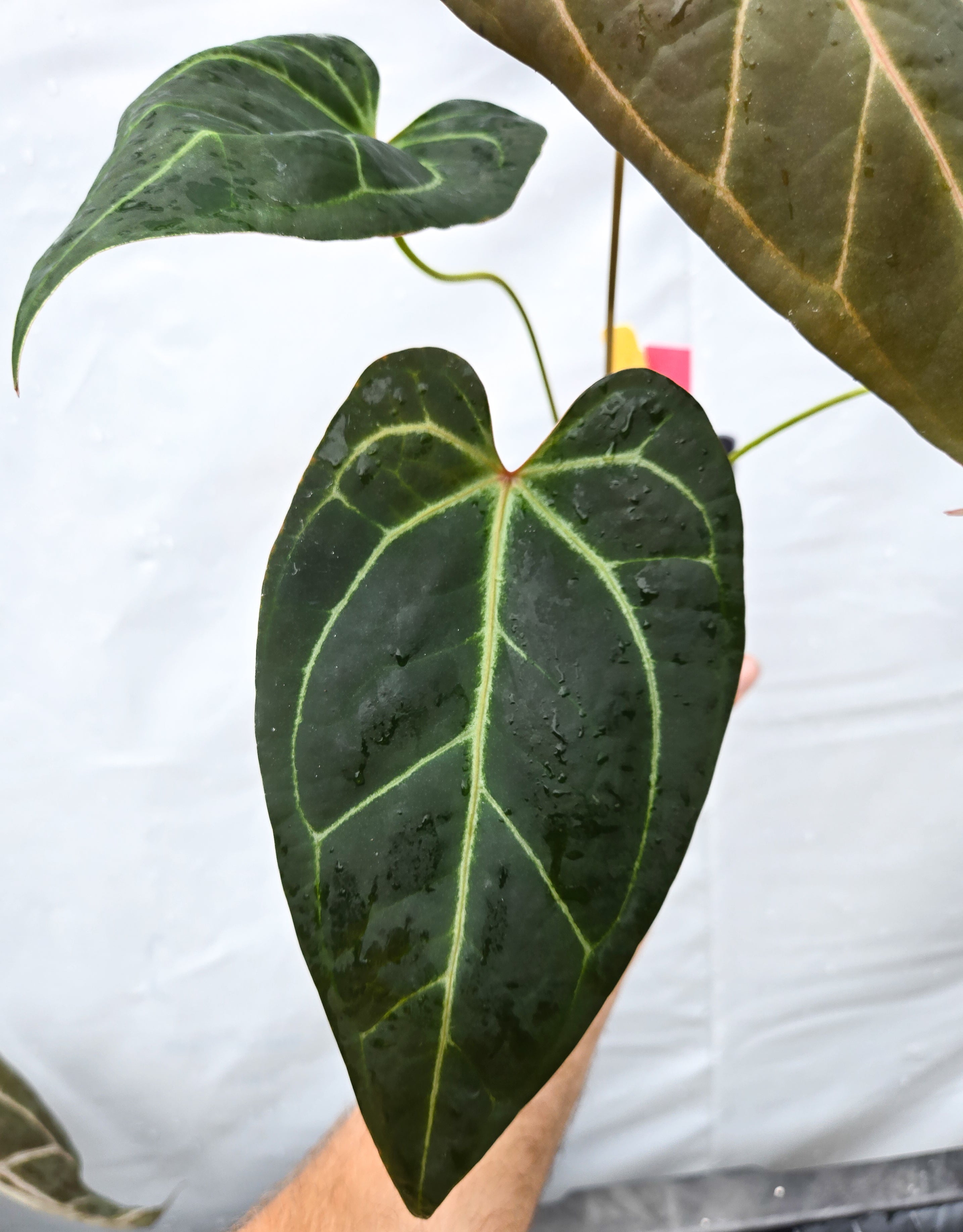 Anthurium 'Doc Block Red F2' x ('Tim Anderson Crystal Mag' / 'Tim's Black') (CS35)