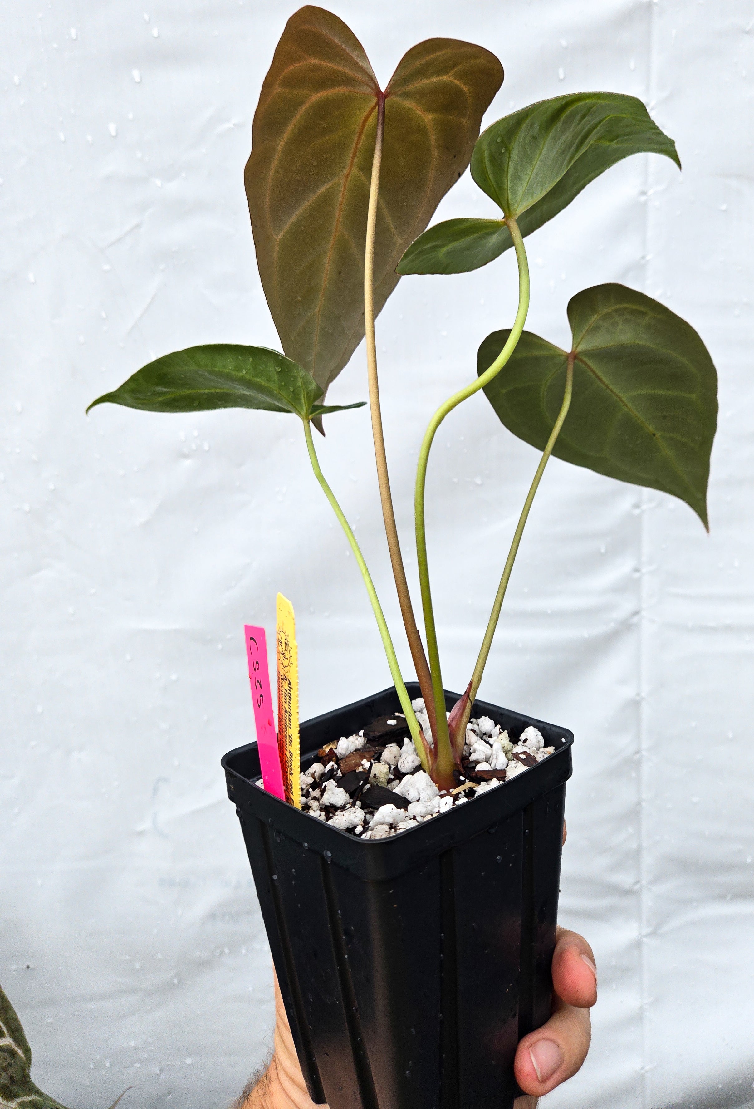 Anthurium 'Doc Block Red F2' x ('Tim Anderson Crystal Mag' / 'Tim's Black') (CS35)