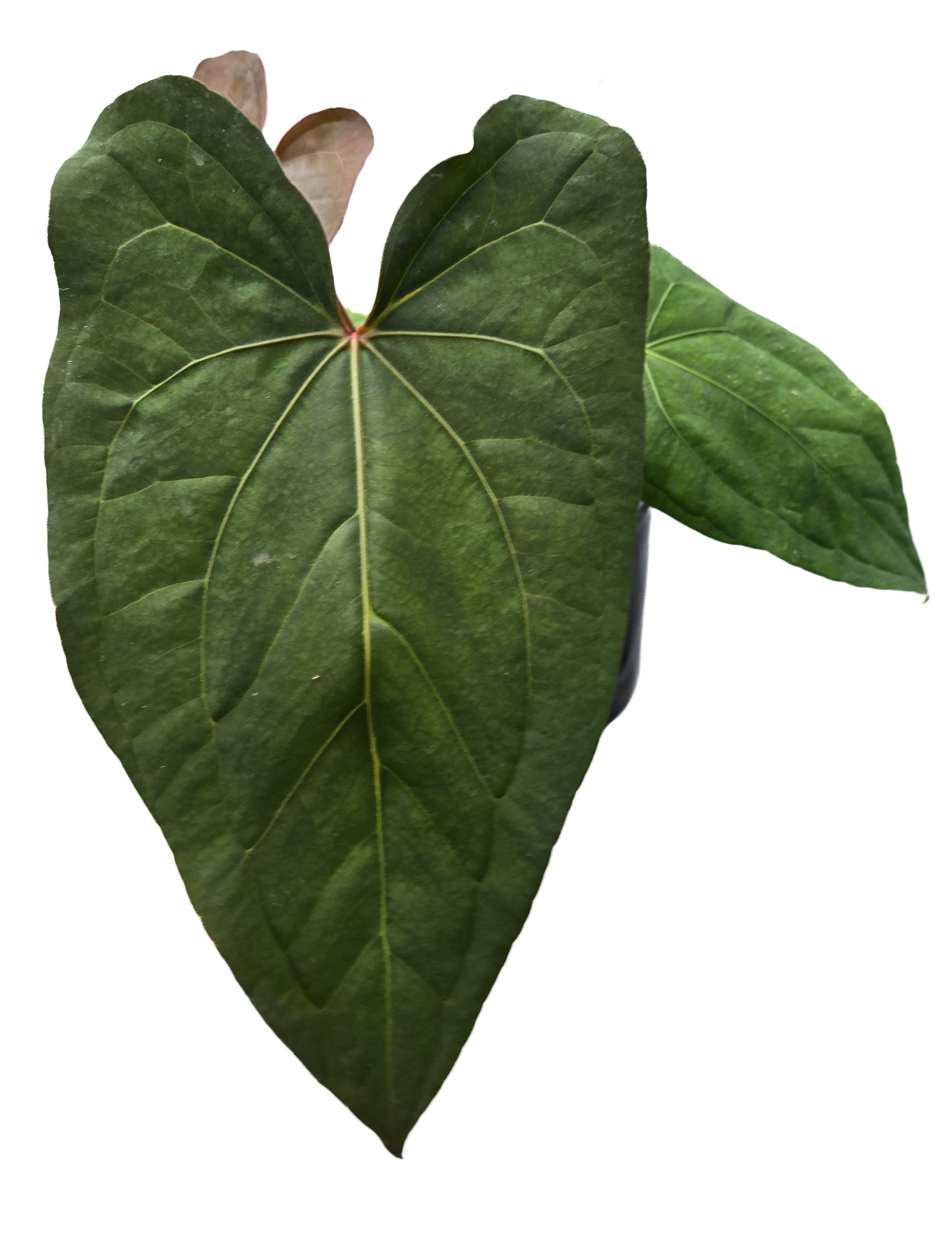 Anthurium  'Circus Peanuts' x 'Hoffmannii X' (CS42)