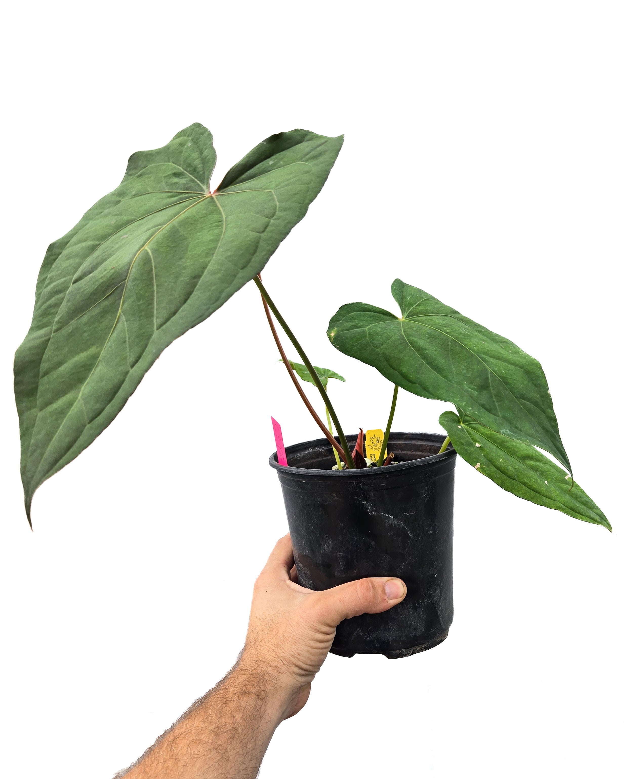 Anthurium  'Circus Peanuts' x 'Hoffmannii X' (CS42)