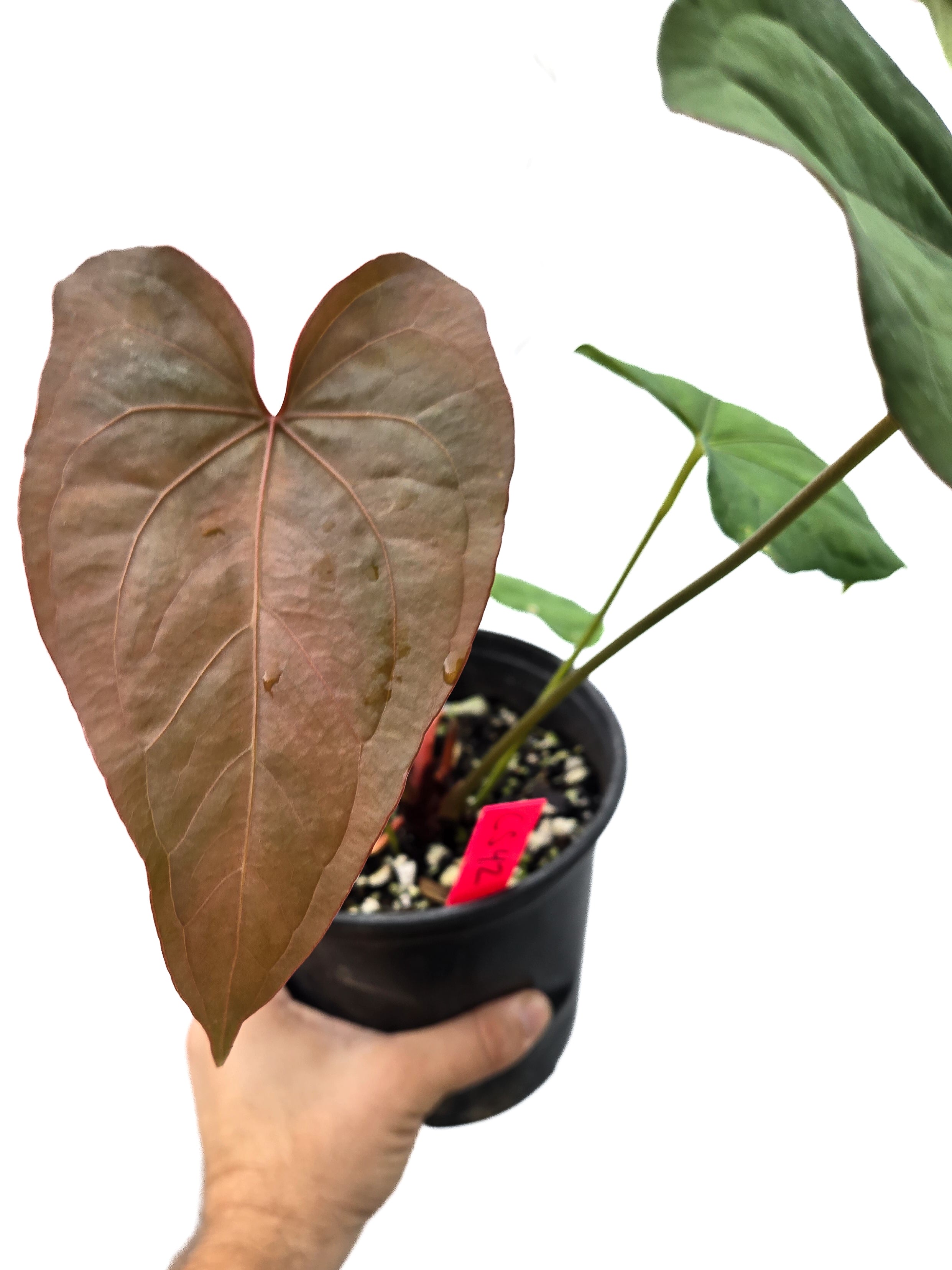 Anthurium  'Circus Peanuts' x 'Hoffmannii X' (CS42)