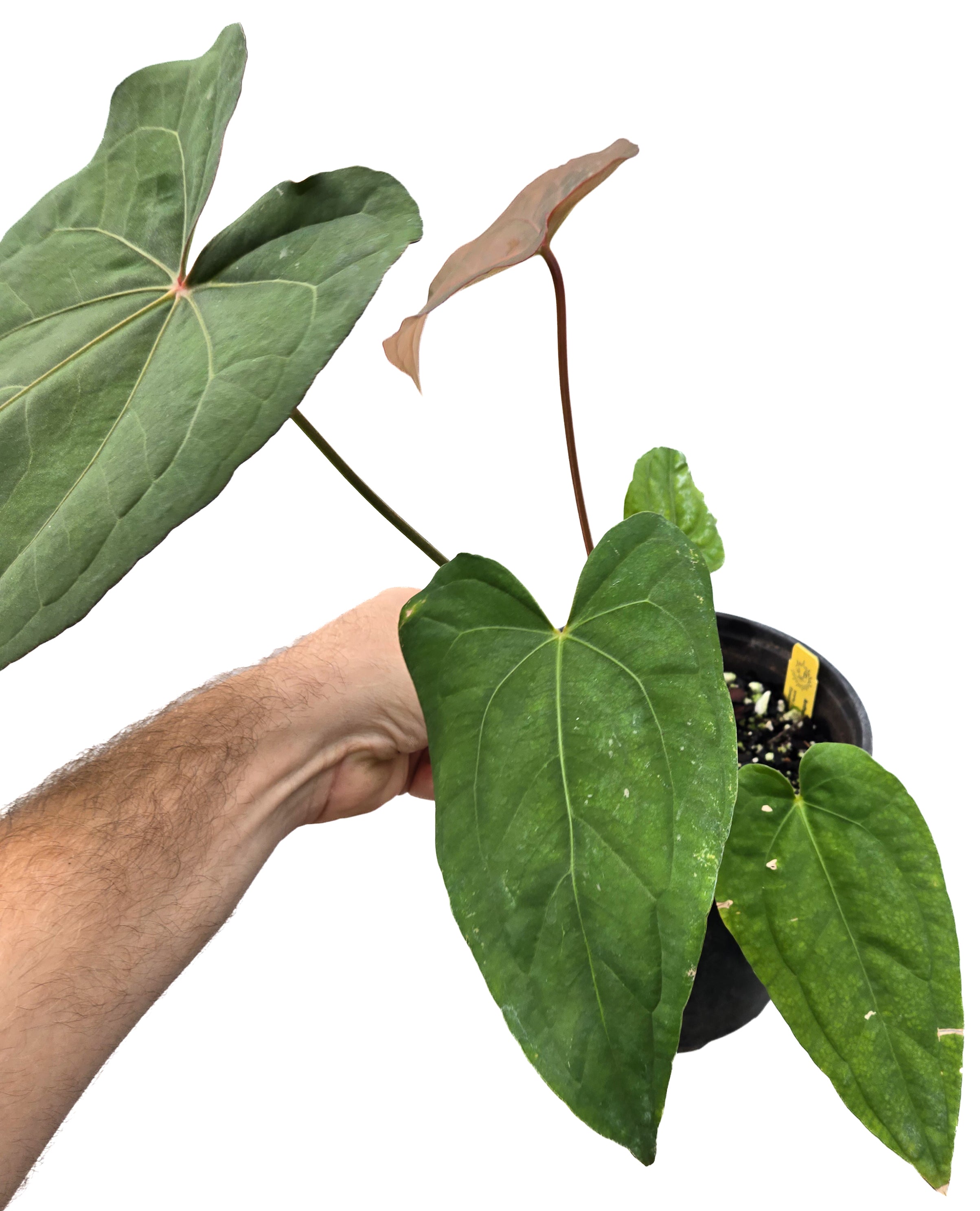 Anthurium  'Circus Peanuts' x 'Hoffmannii X' (CS42)