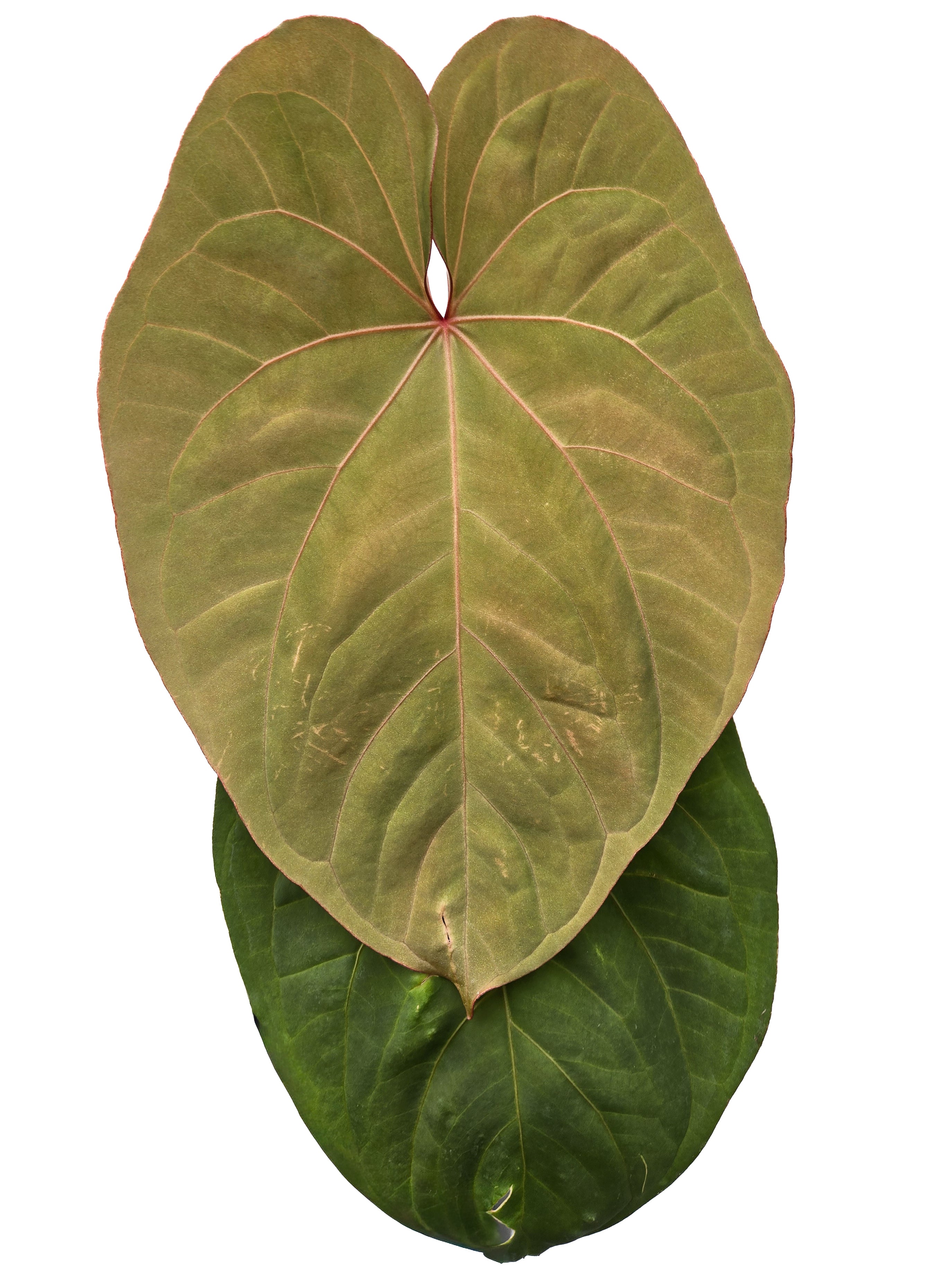 SEO title Anthurium 'Circus Peanuts' x 'Hoffmannii X' – Nice