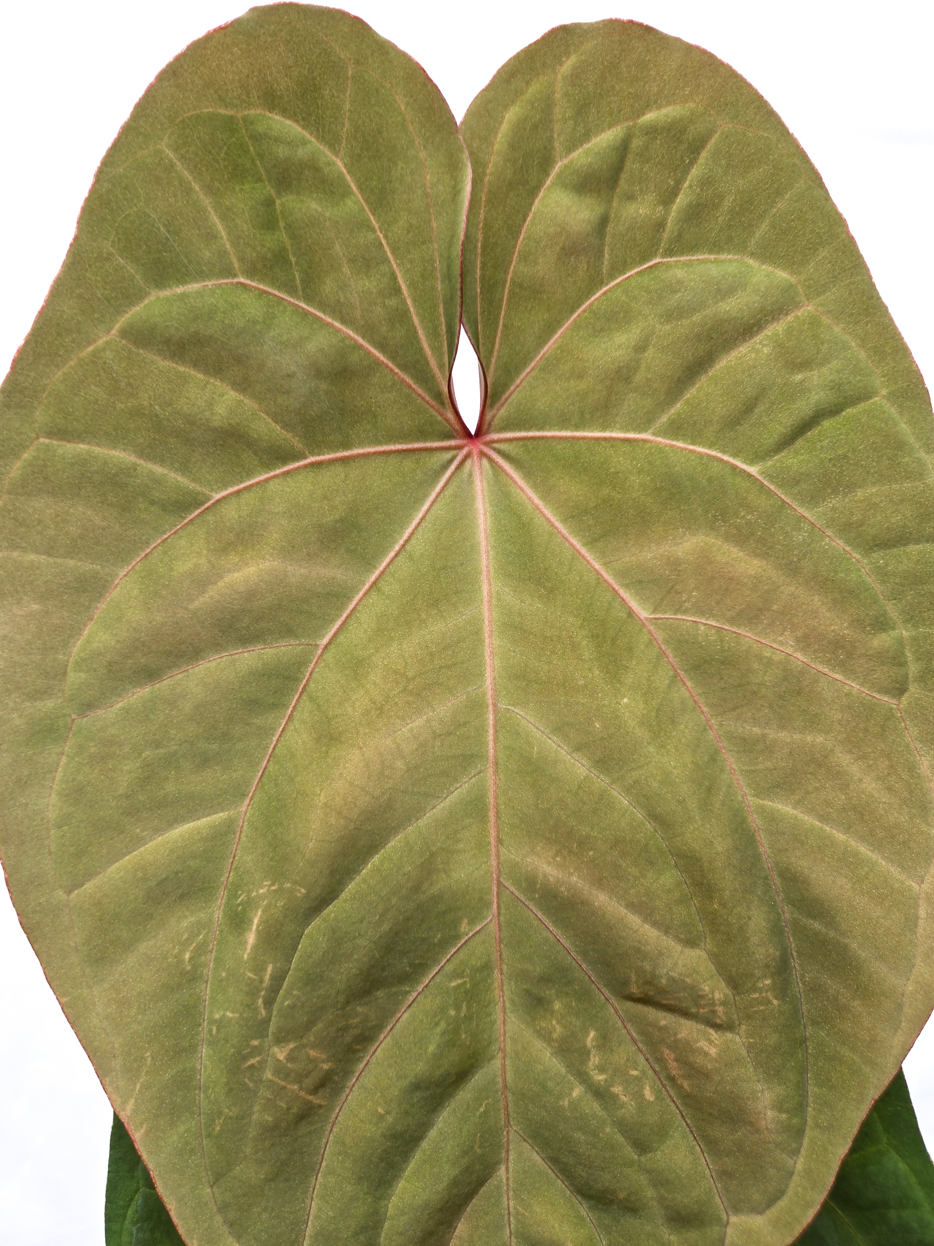 Anthurium  'Circus Peanuts' x 'Hoffmannii X' (CS43)