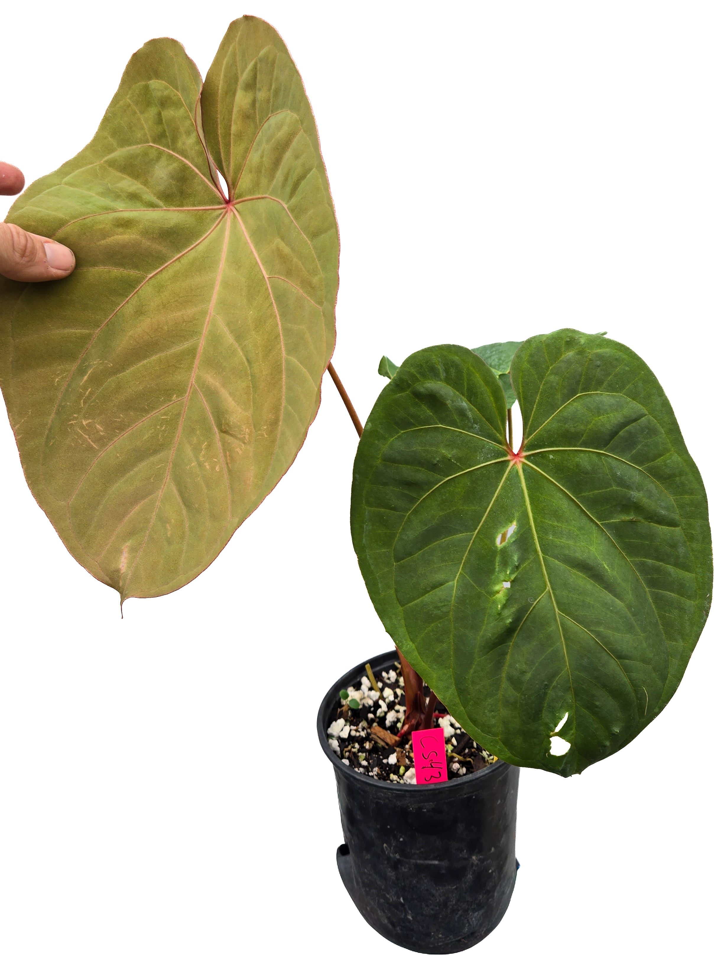 その他観葉植物 Anthurium Circus Peanuts SEO title Anthurium 'Circus Peanuts' x 'Hoffmannii X' – Nice